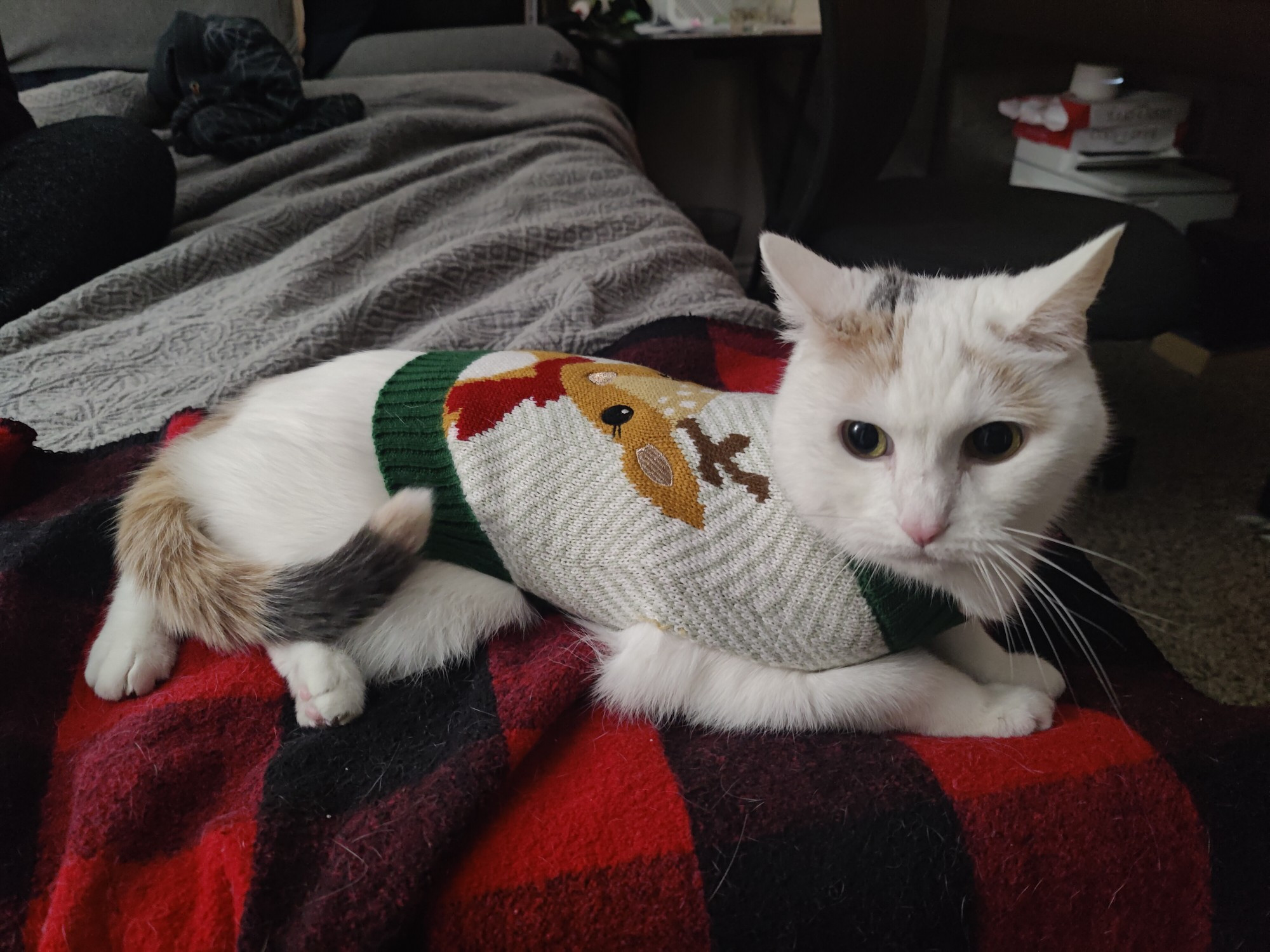 Lira a white cat wearing a white and green Christmas sweater with a reindeer on it