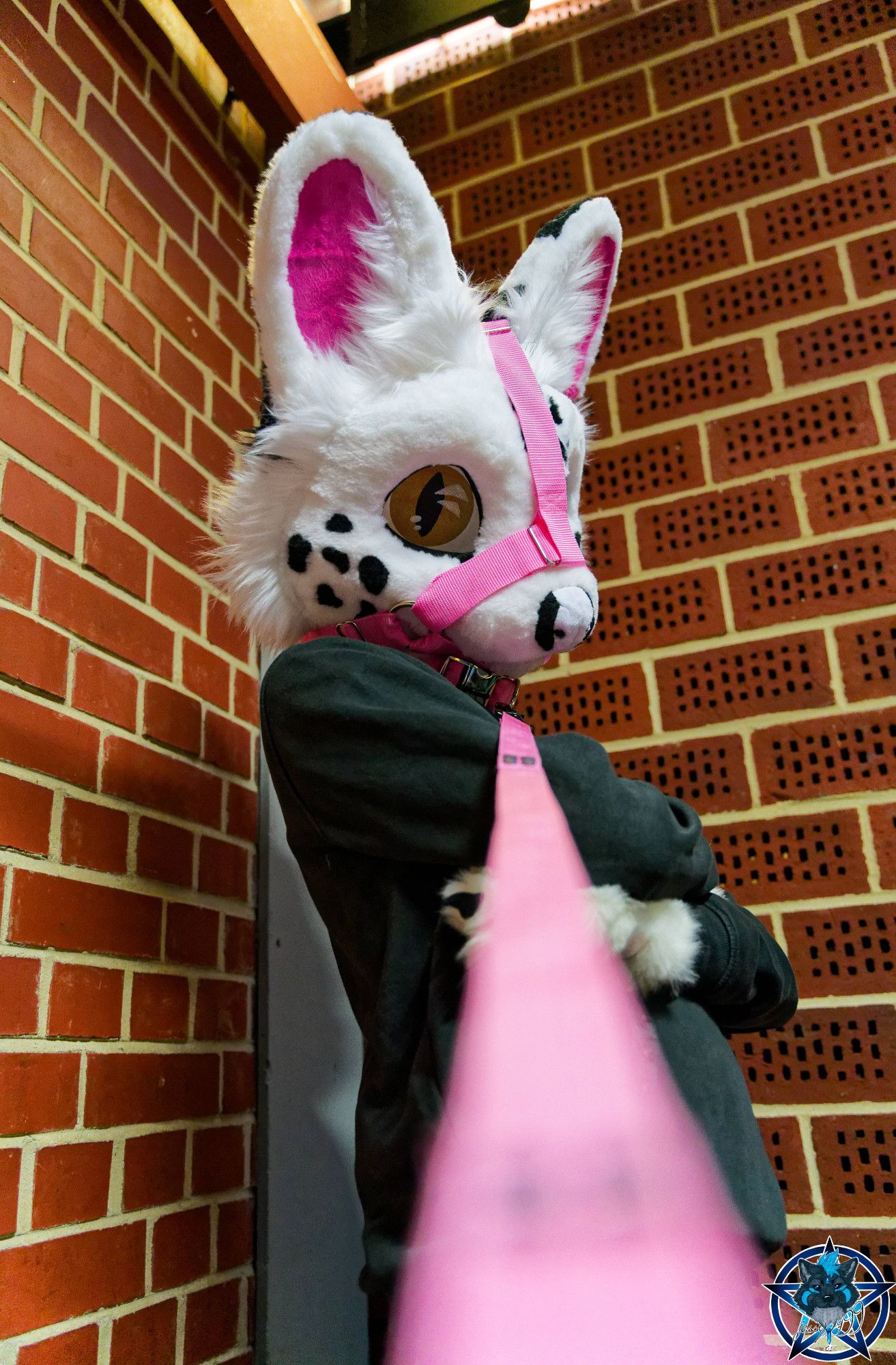 Photo of a white serval fursuiter wearing a pink leash and a matching muzzle harness.