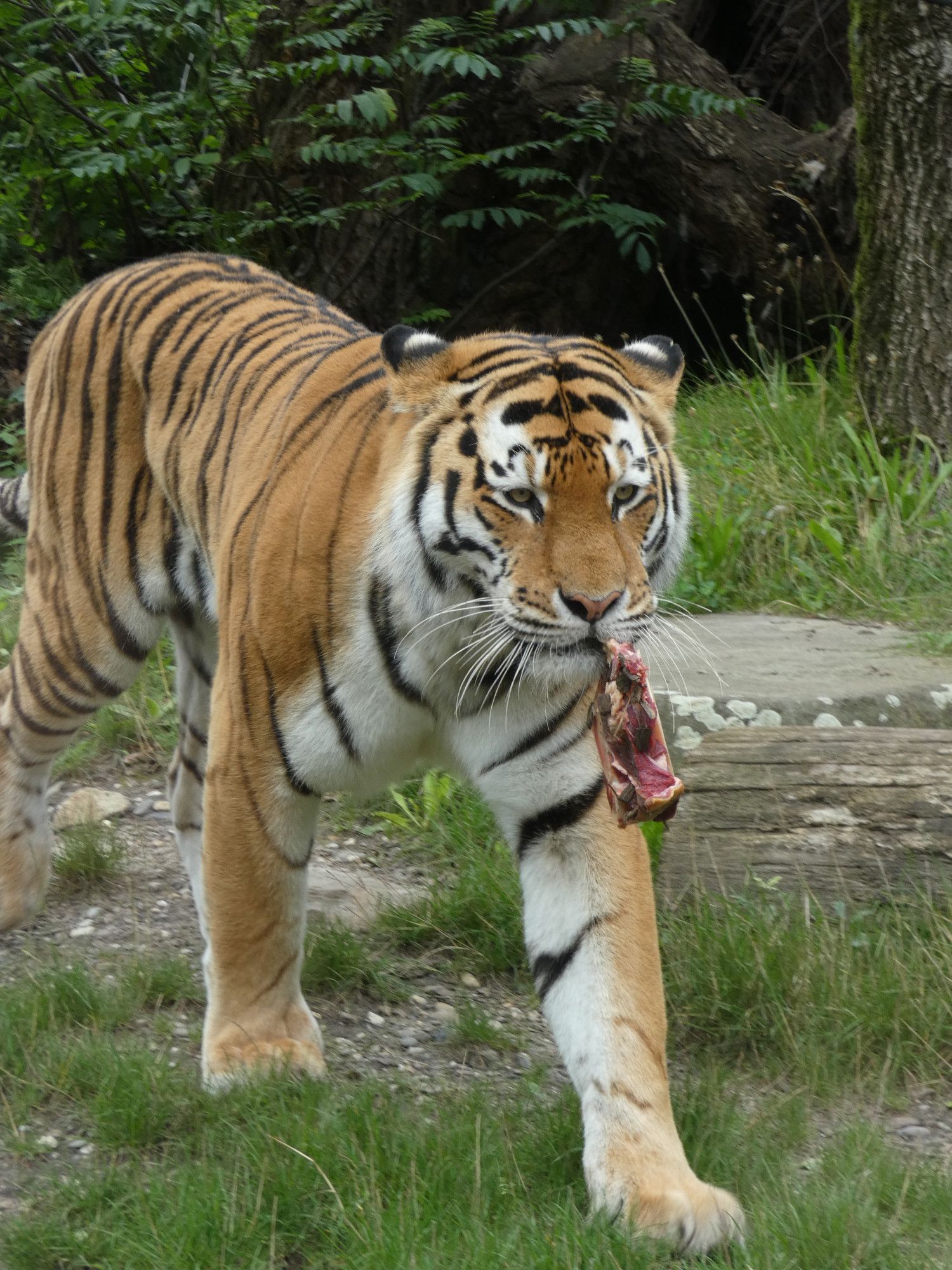 Photo of a tiger walking with a piece of meat in his mouth.