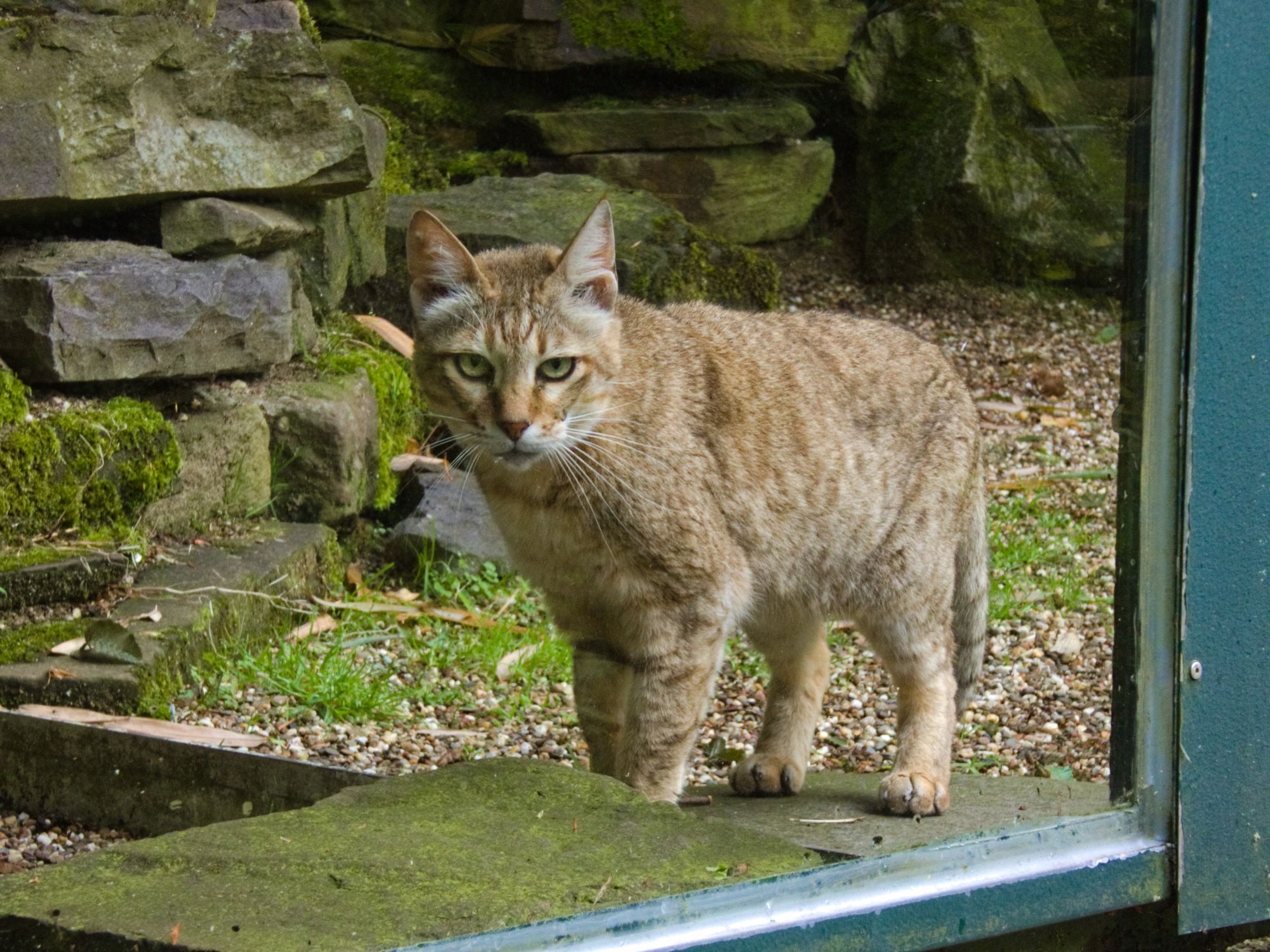 Photo of an African wildcat, looking directly into the camera.