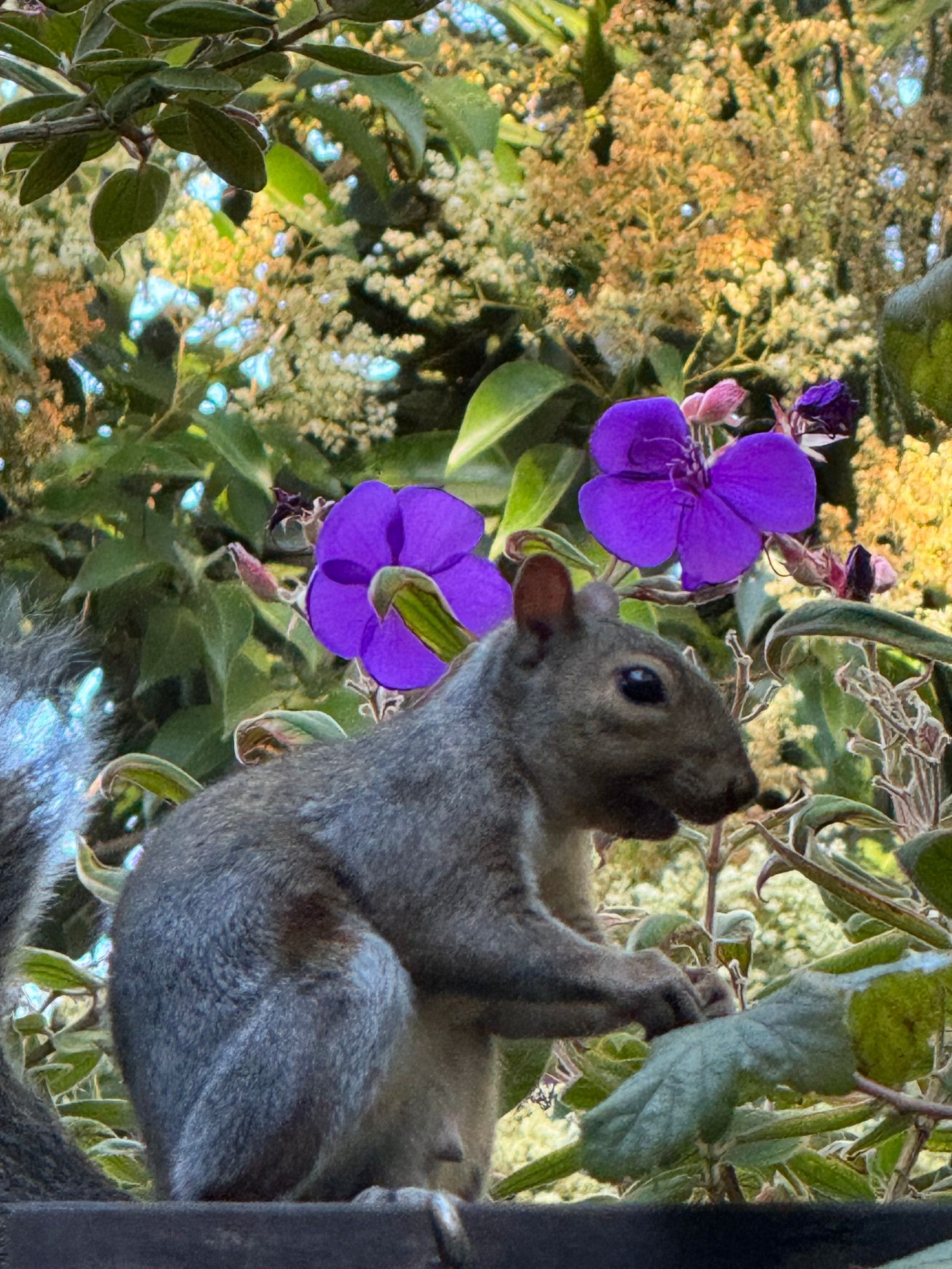 Squirrel munching on  purple Tibouchina flowers as he sits on top of my fence.