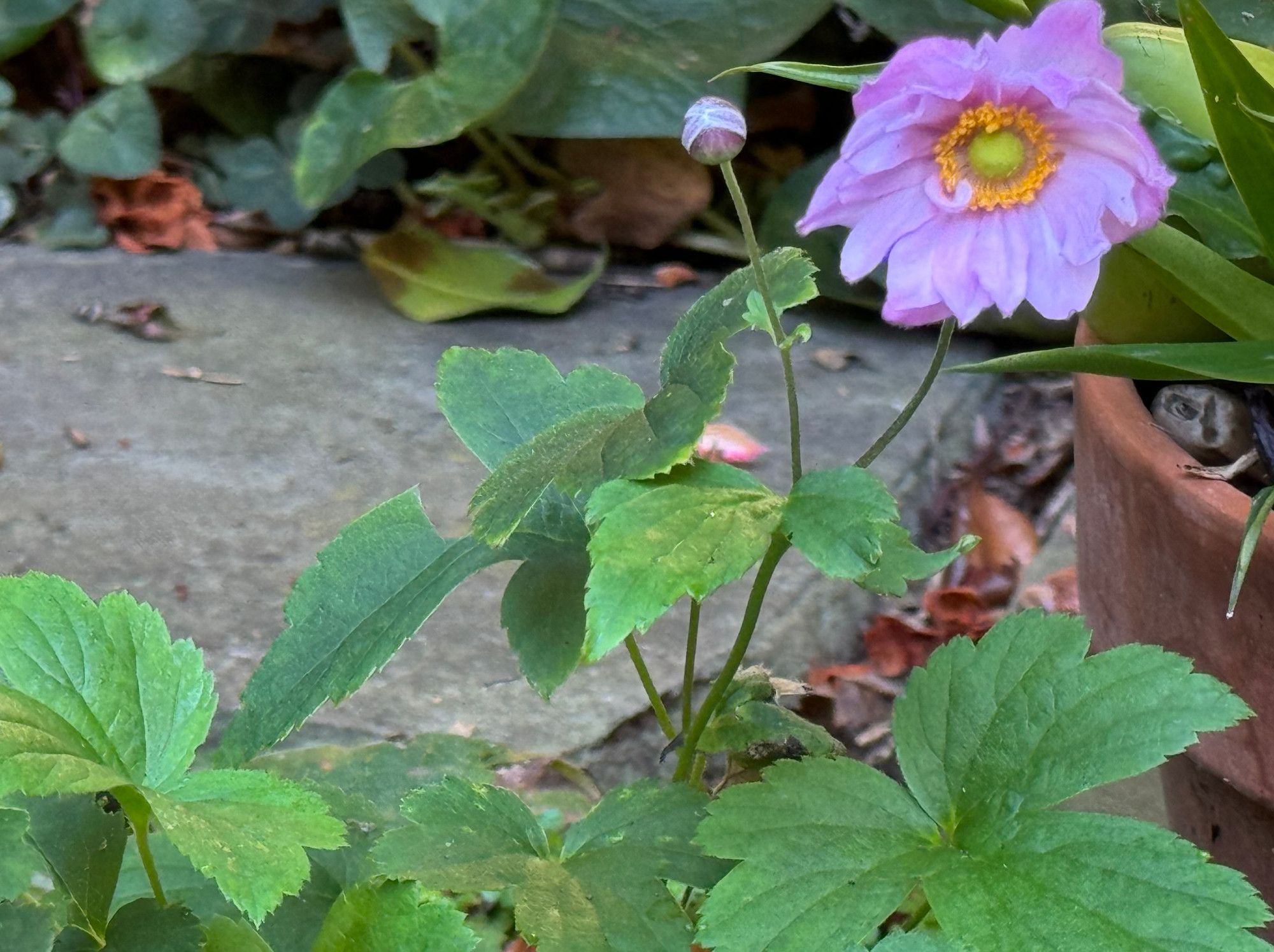 Pink Japanese anemone and gray slate paver in background