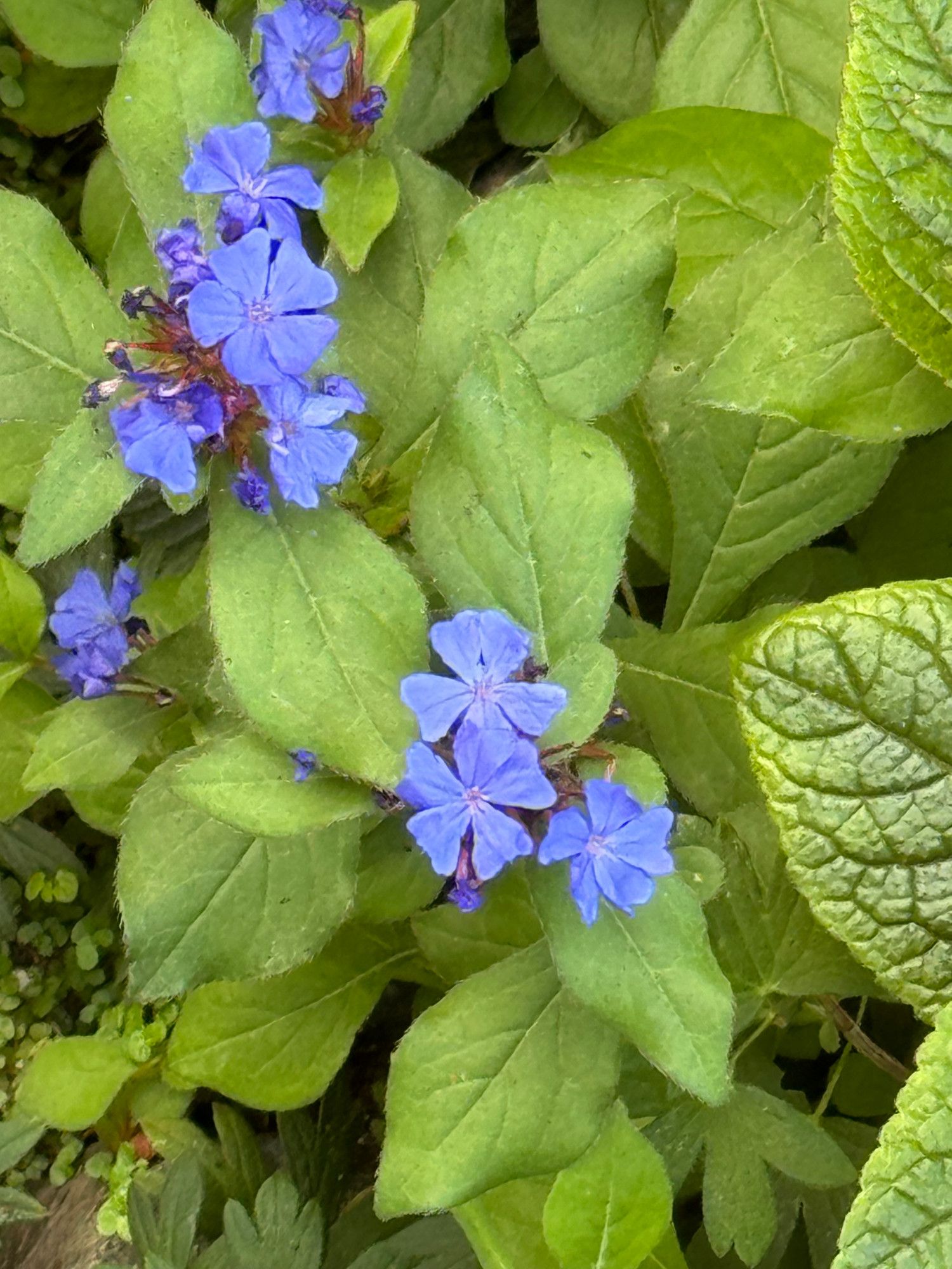 Plumbago plant with blue flowers