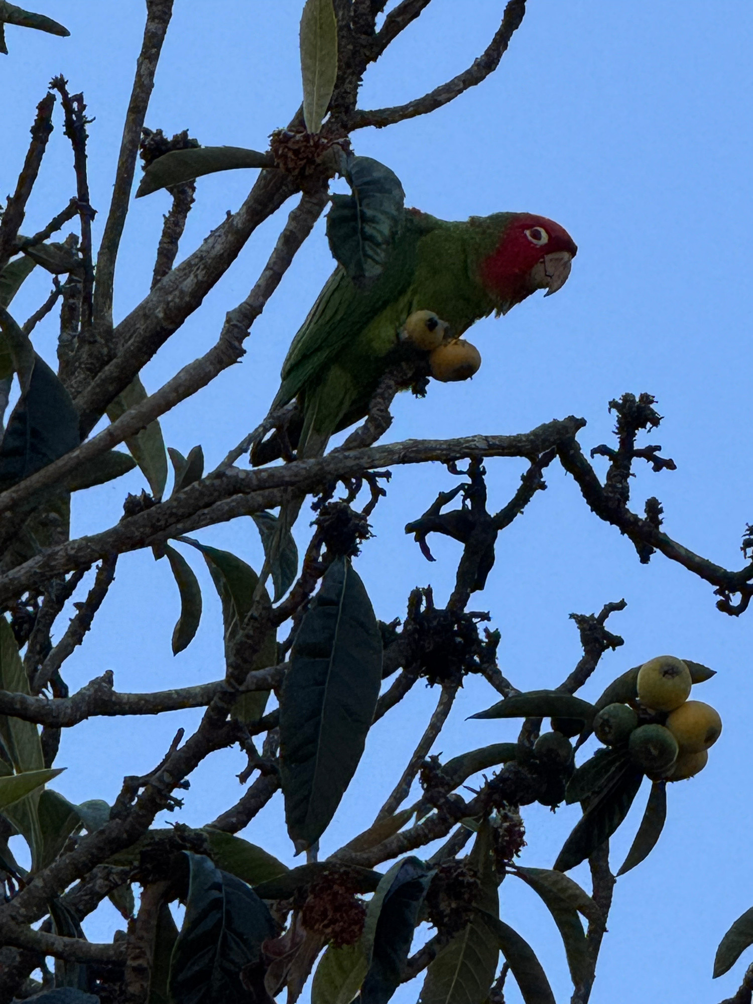 SF Parrot enjoying ripe Loquat fruit in my garden