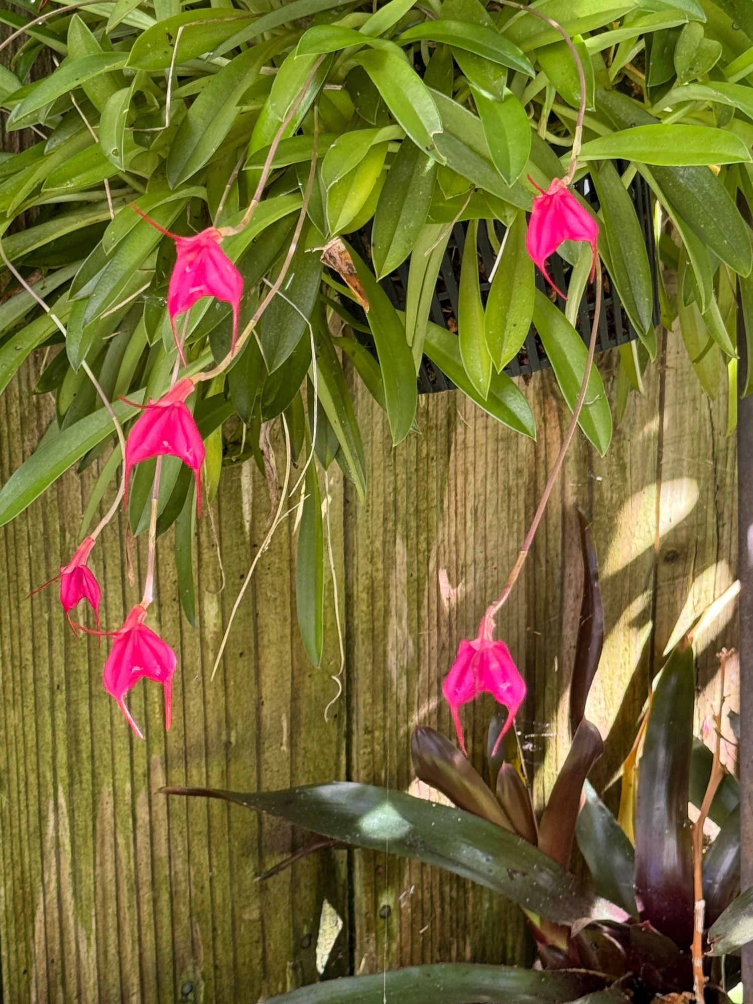 Pink Masdevallia in bloom hanging in front of fence with Bromeliad below