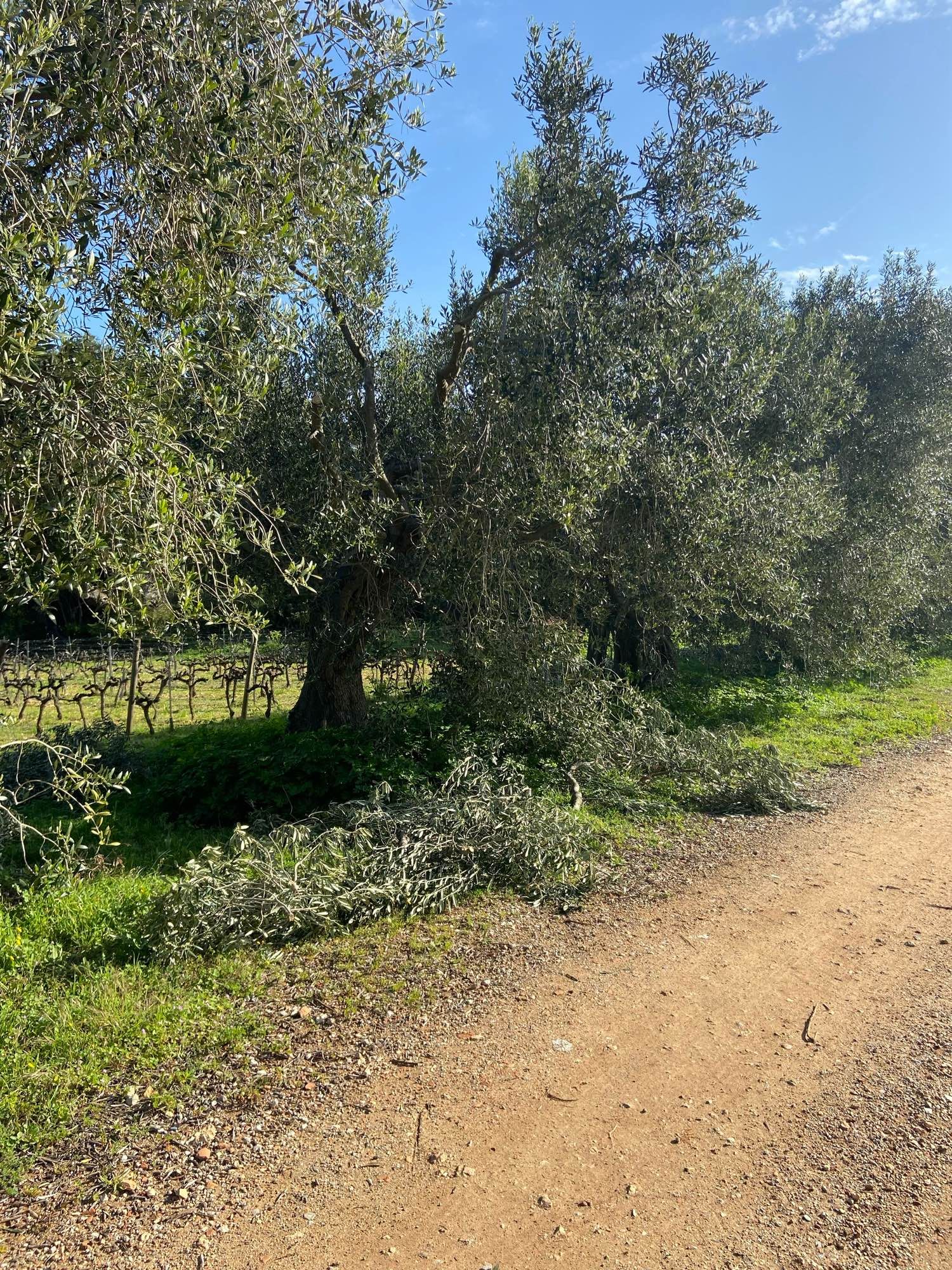 Chemin bordé d’oliviers