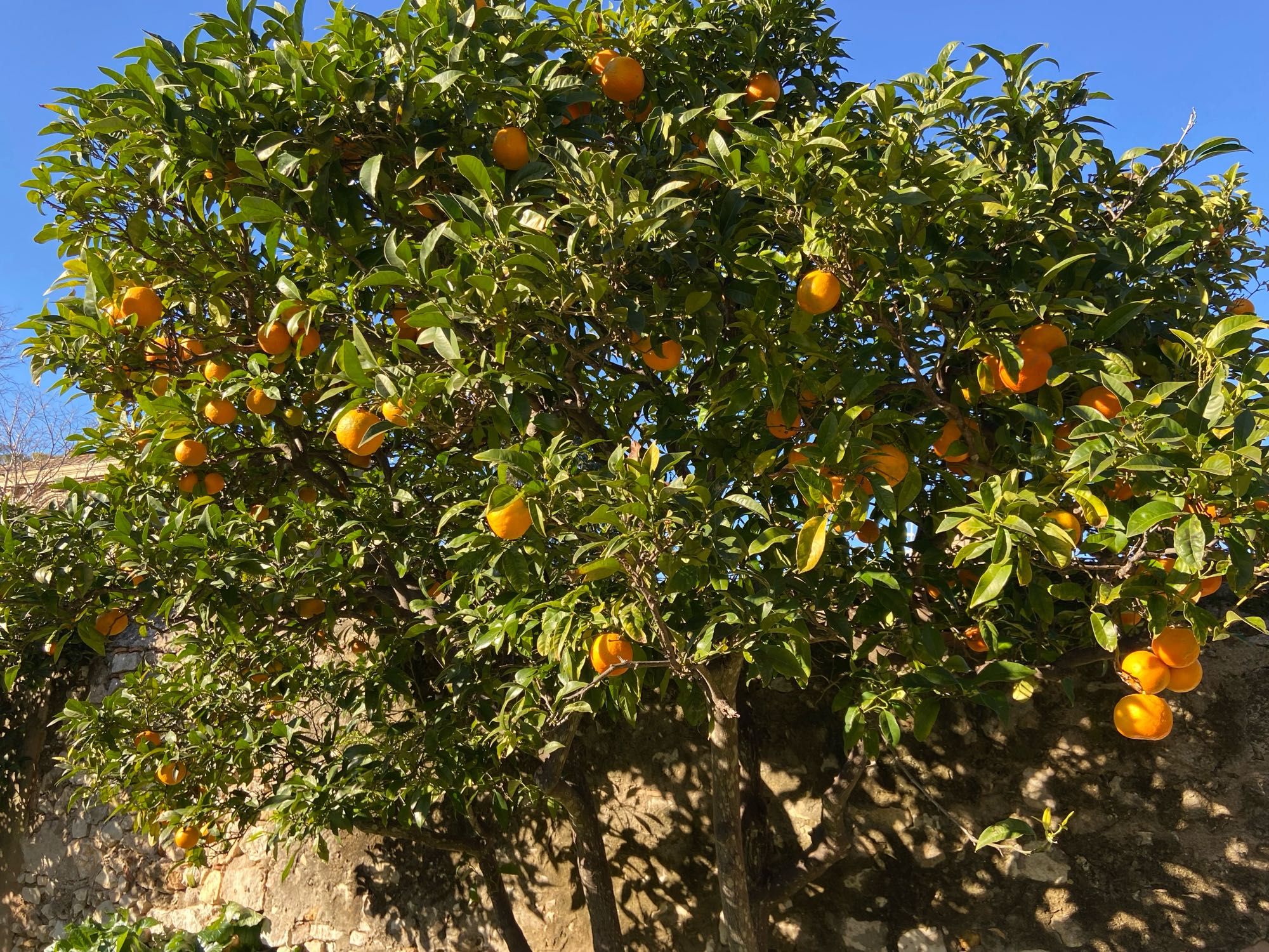 Orangers avec ses fruits