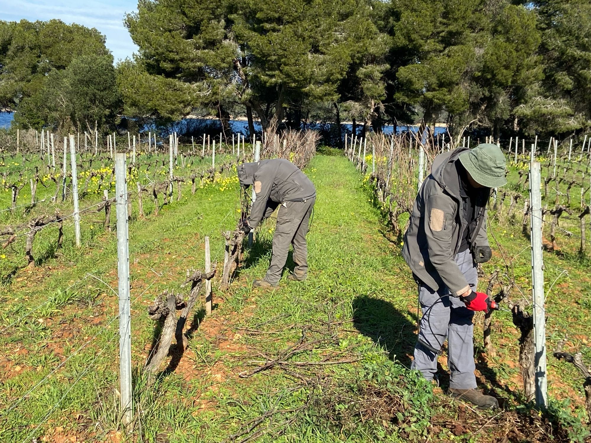 Taille de la vigne