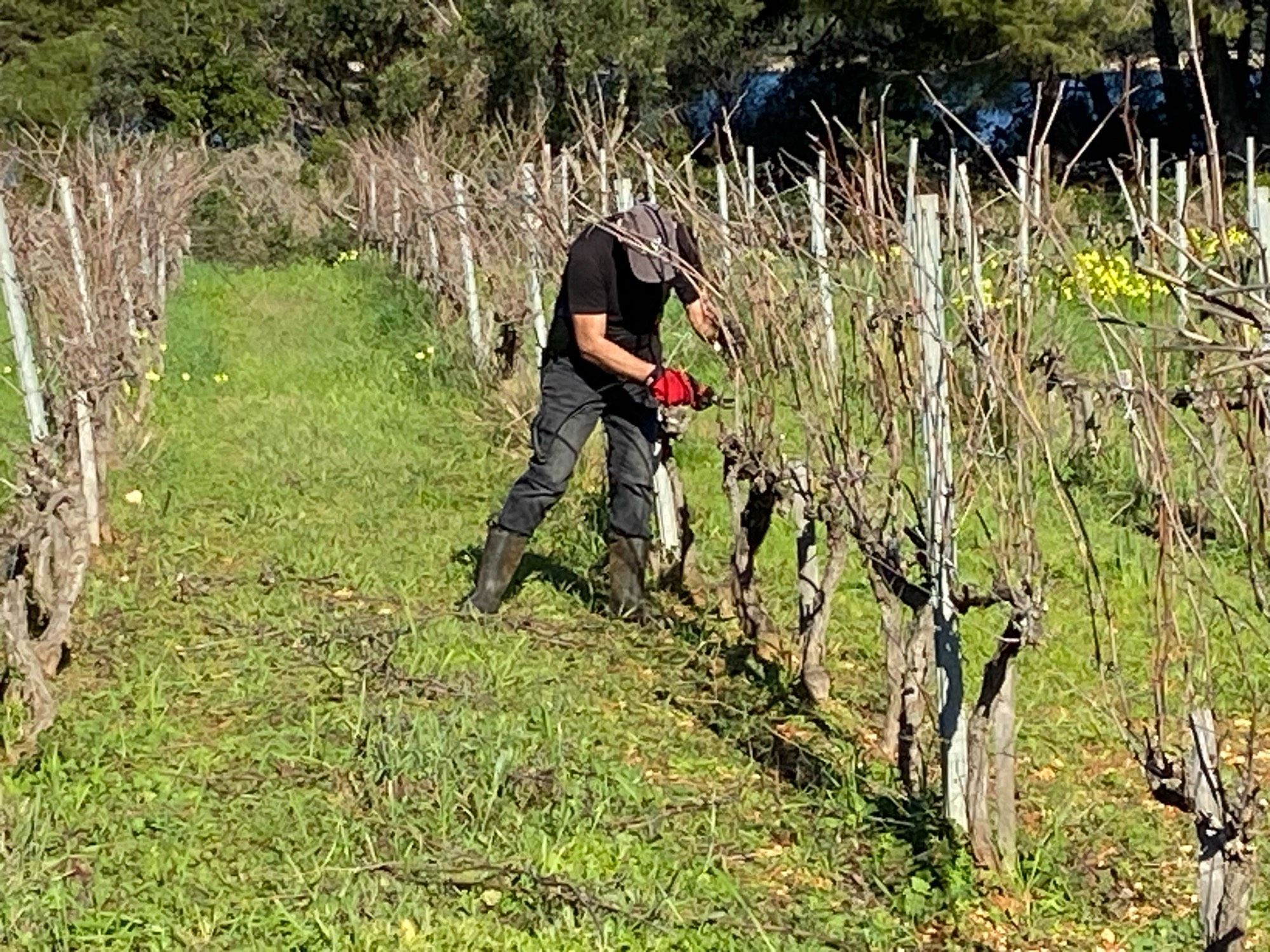 Taille de la vigne