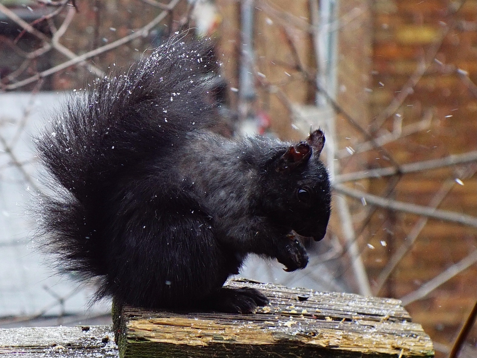 A black squirrel eating an almond in the snow.