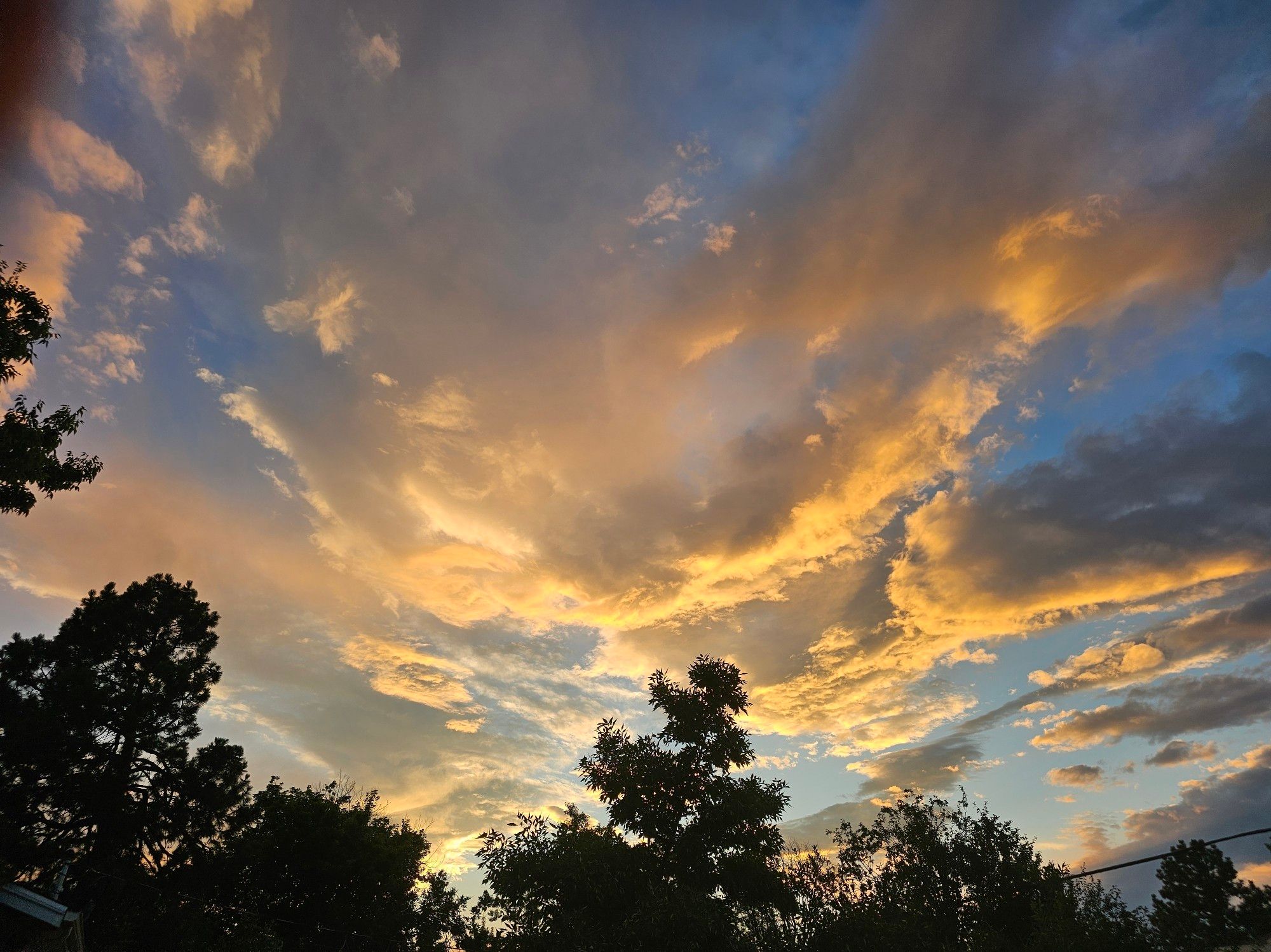 Pictured is a Colorado sunset reflecting on thr clouds. With a silhouette of trees framing the bottom half of the photo.