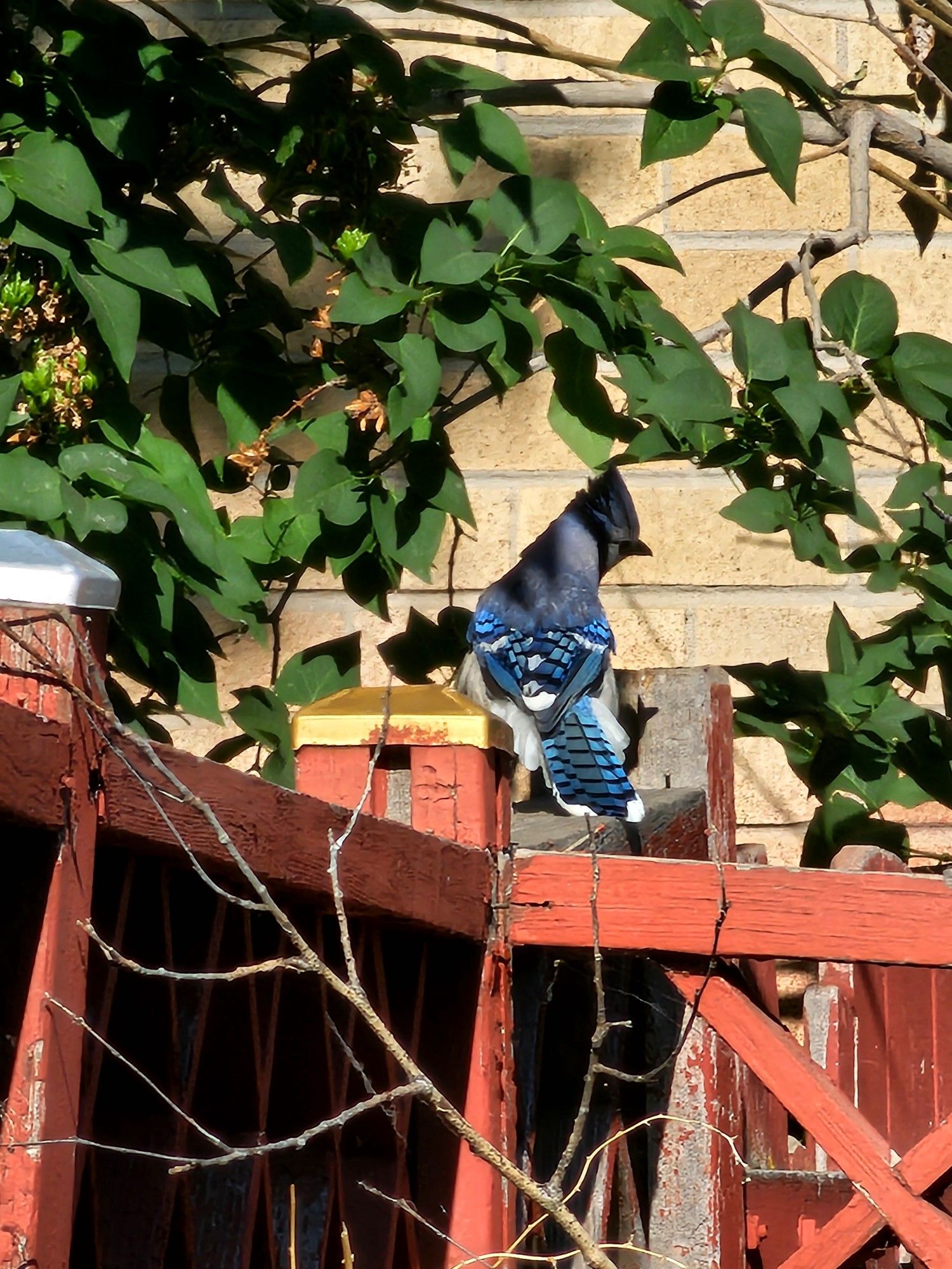 A picture Adolin took of a beautiful blue bird on a red fence with green leaves swaying in the back.