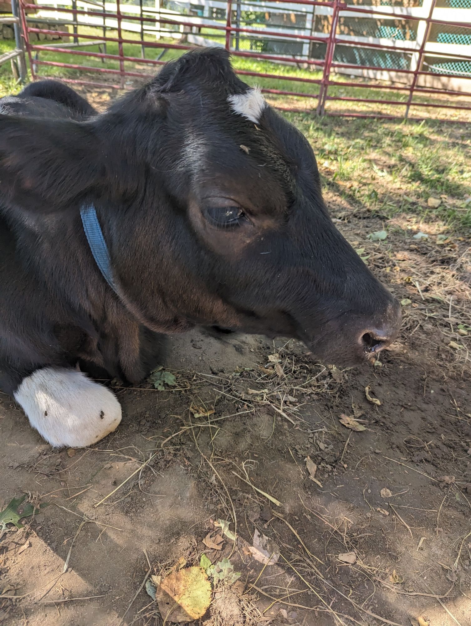 A black calf