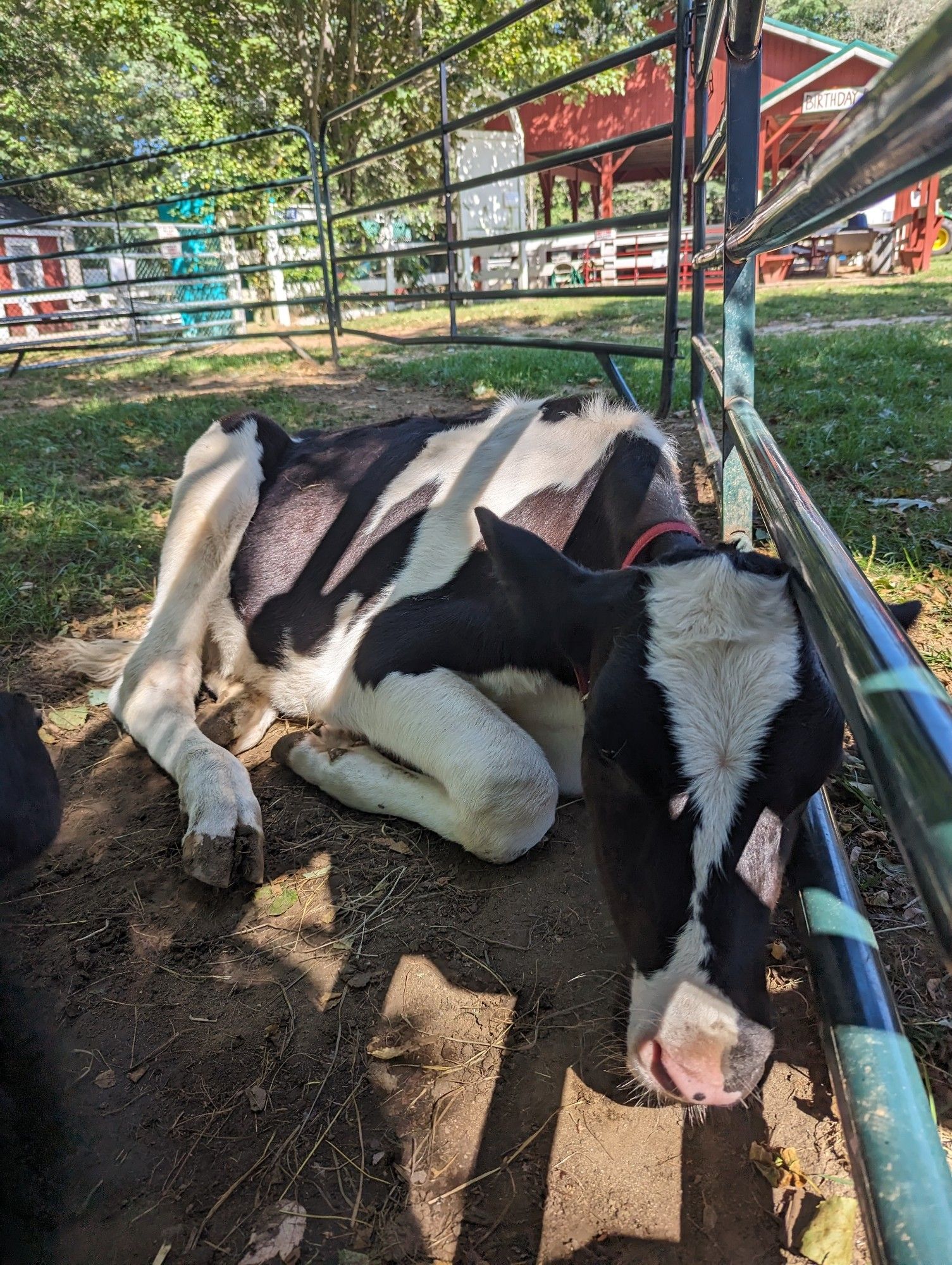 a white and black calf