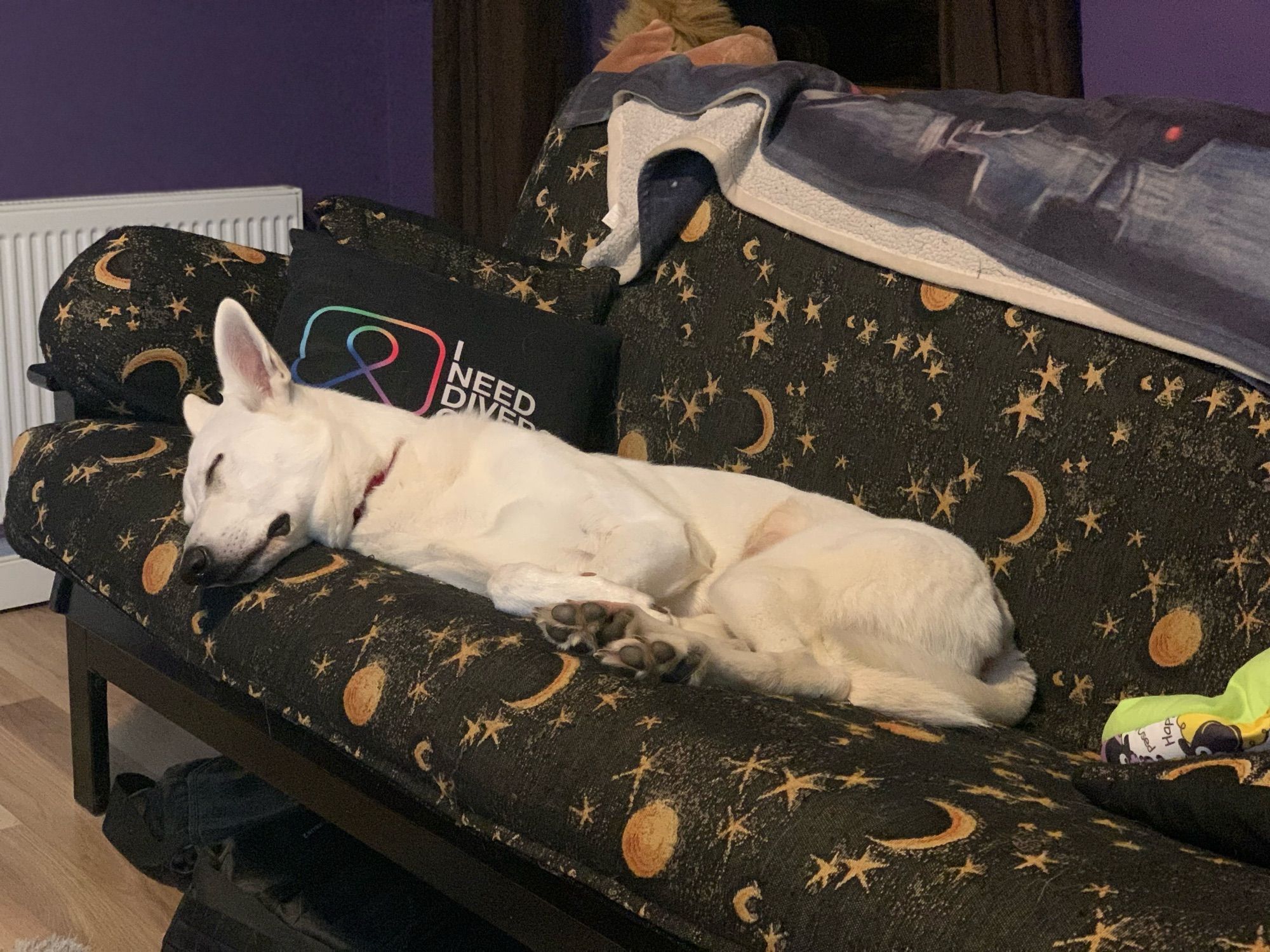 A white Swiss shepherd lying adorably sideways on a black futon.