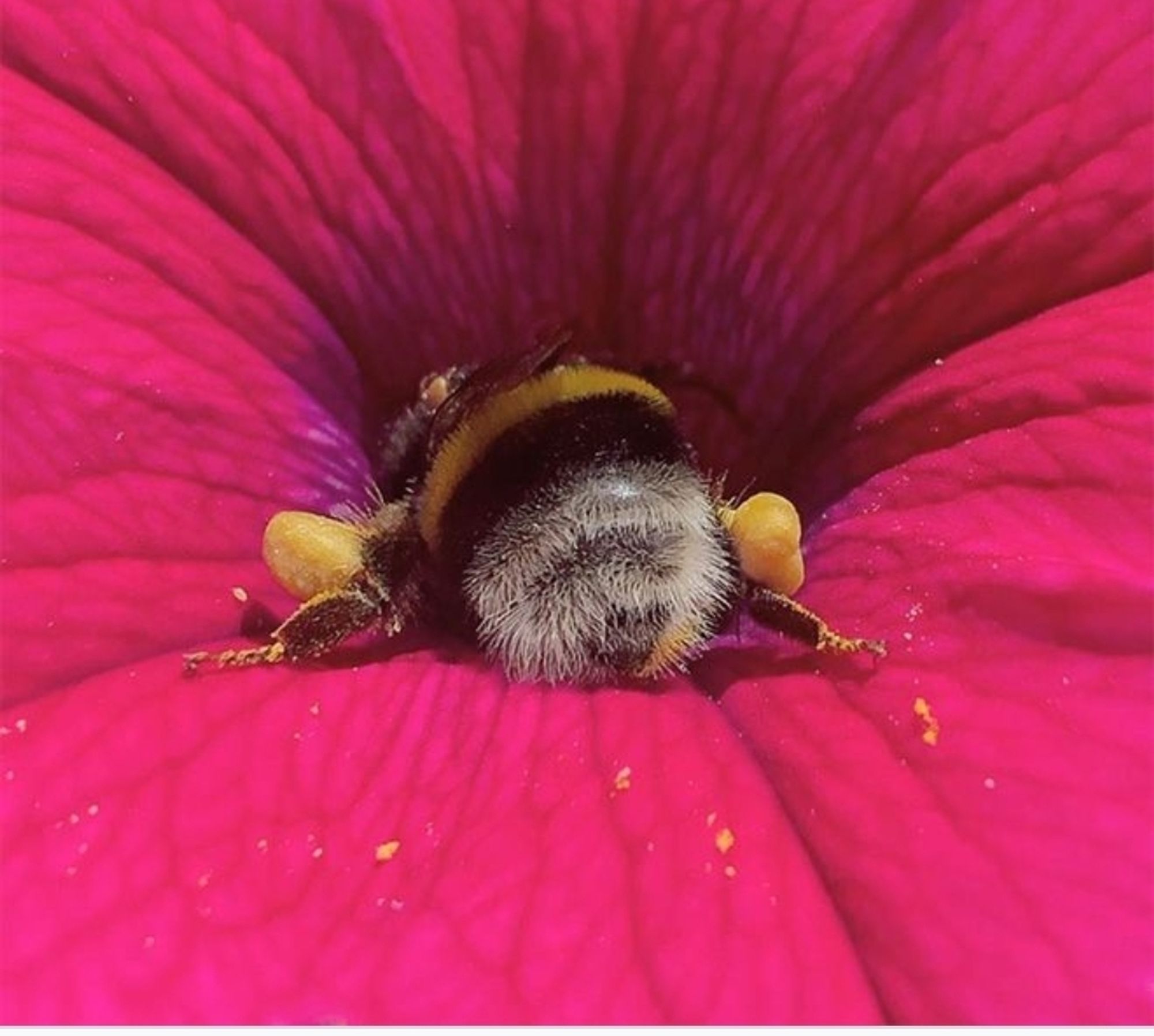 A photo: close-up of a very pink flower with a bumblebee head-deep in its middle, it's cute fluffy butt hanging out