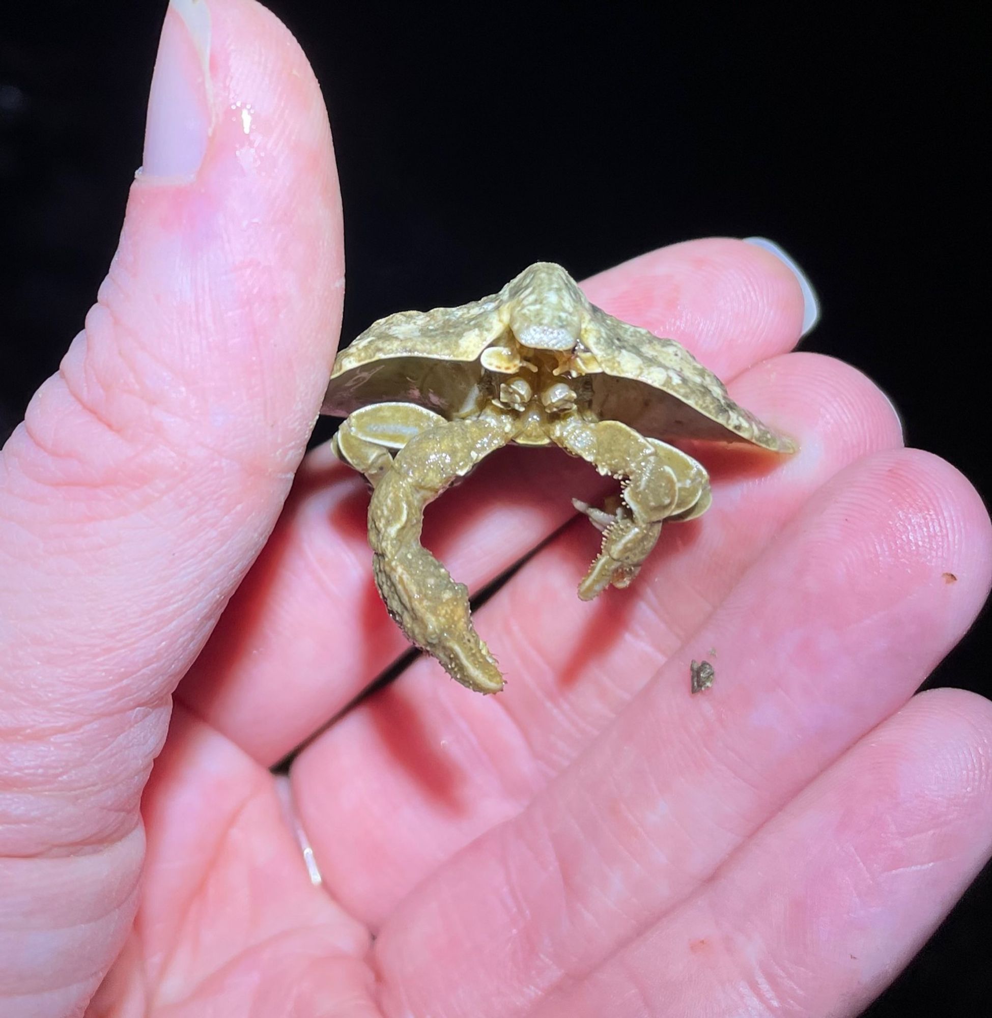 A small beige crab with a dome shaped carapace. Its pincer legs hang down while I hold it in the air between my fingers showing the view of the animal from the front