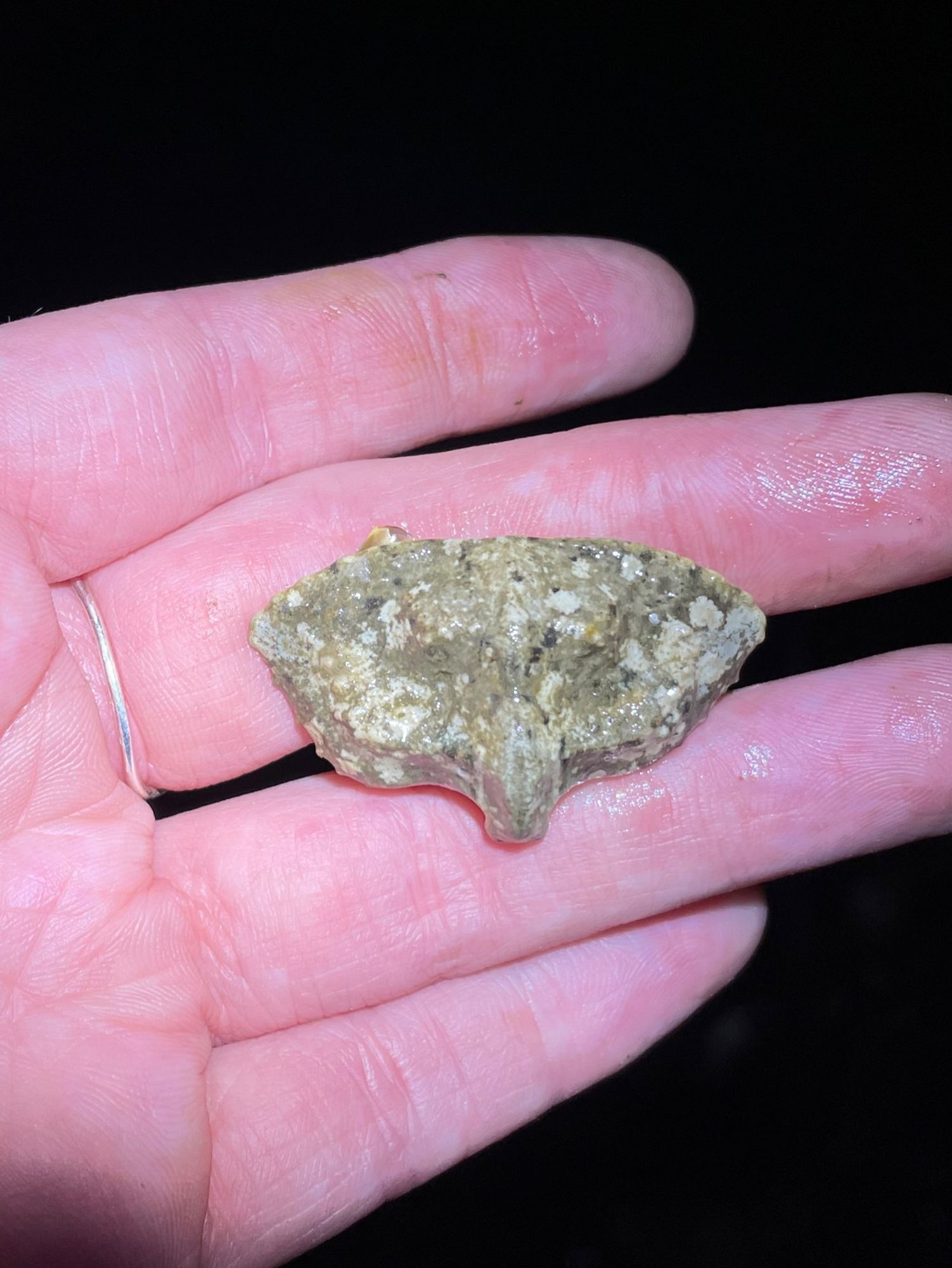 The top down view of the turtle crab's flared carapace. In terms of shape looks like if you put squidward's face on a Mercator projection. It is beige with lighter and darker dappling. I'm holding it on my hand