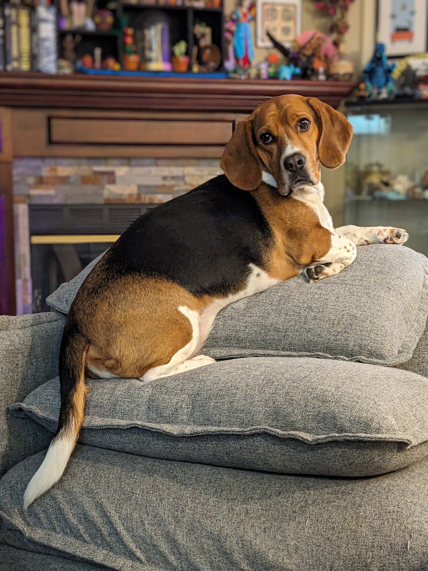 A dog lays draped over stacked grey pillows. A beagle/Bassett Hound mix, he has a long tan and black body and tail with white belly and extremities. His ears are forward and he looks at the camera with a loving but vacant expression.