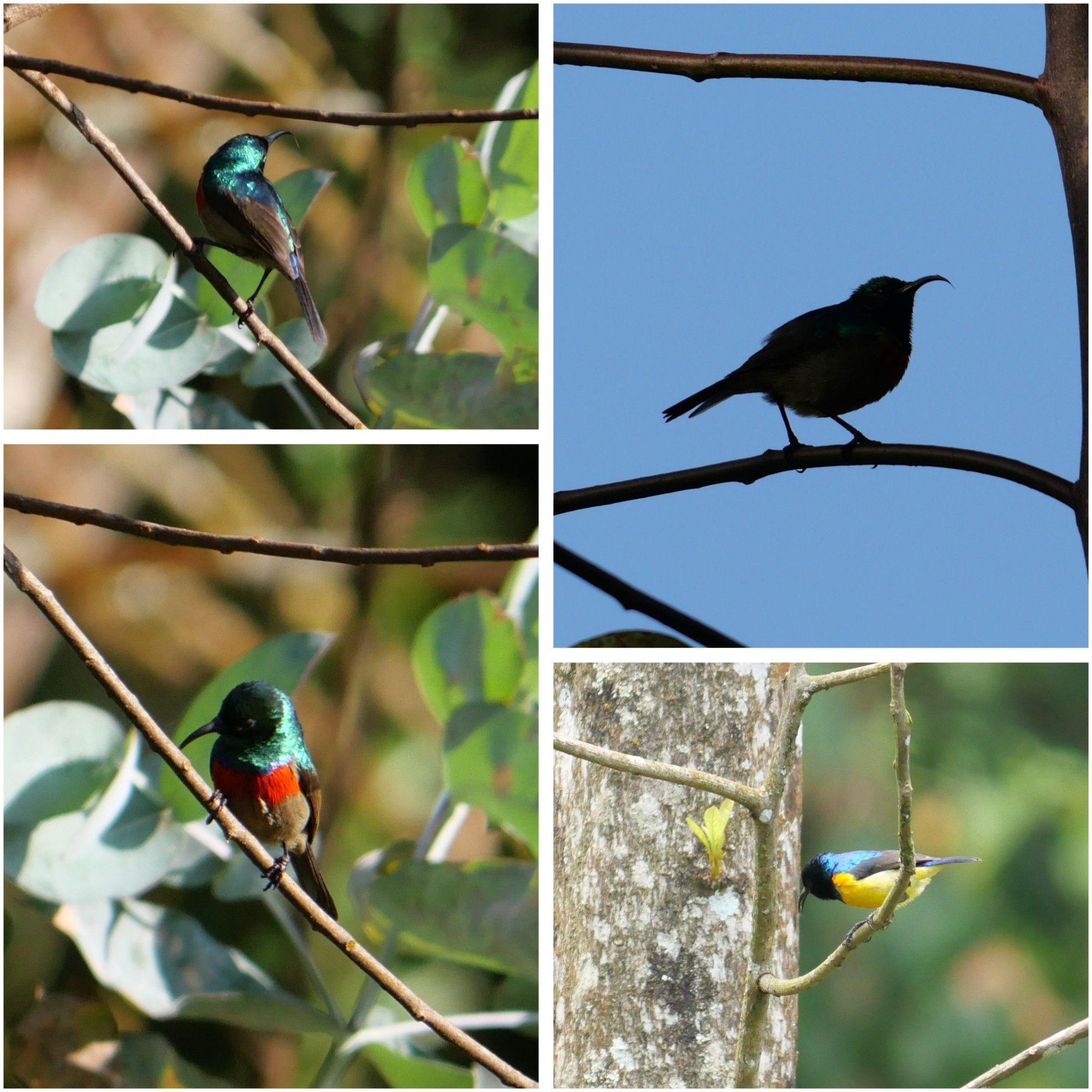 Four photos of sunbirds