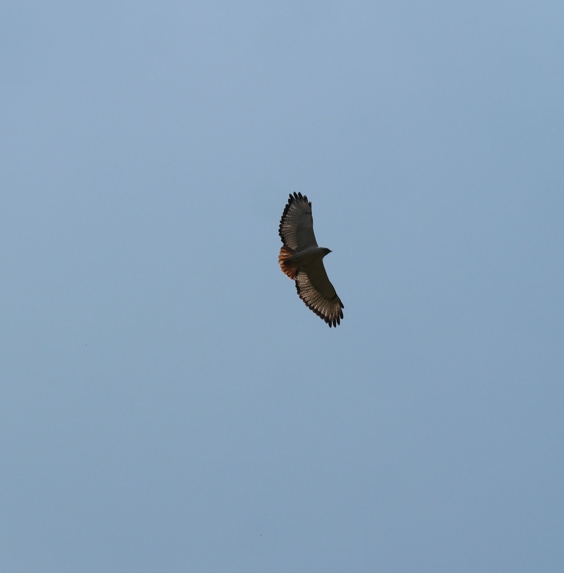 A photo of a flying raptor