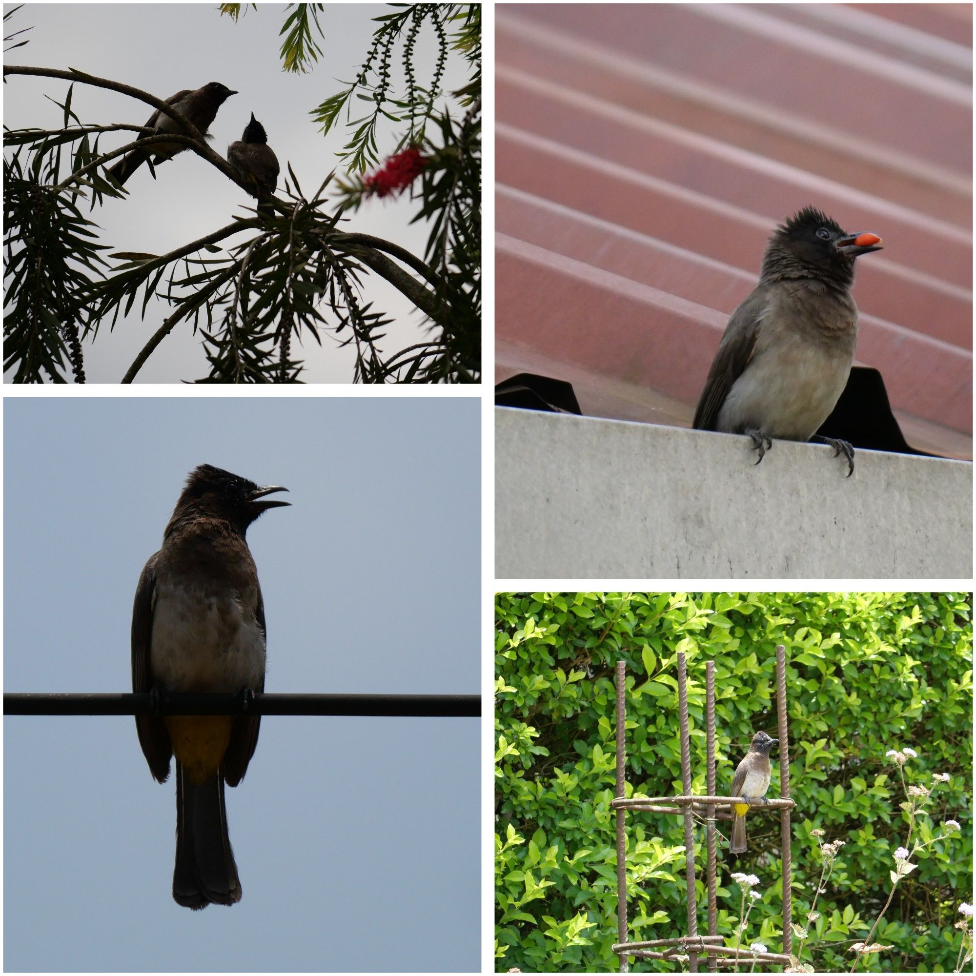 Four photos of a bird called bulbul