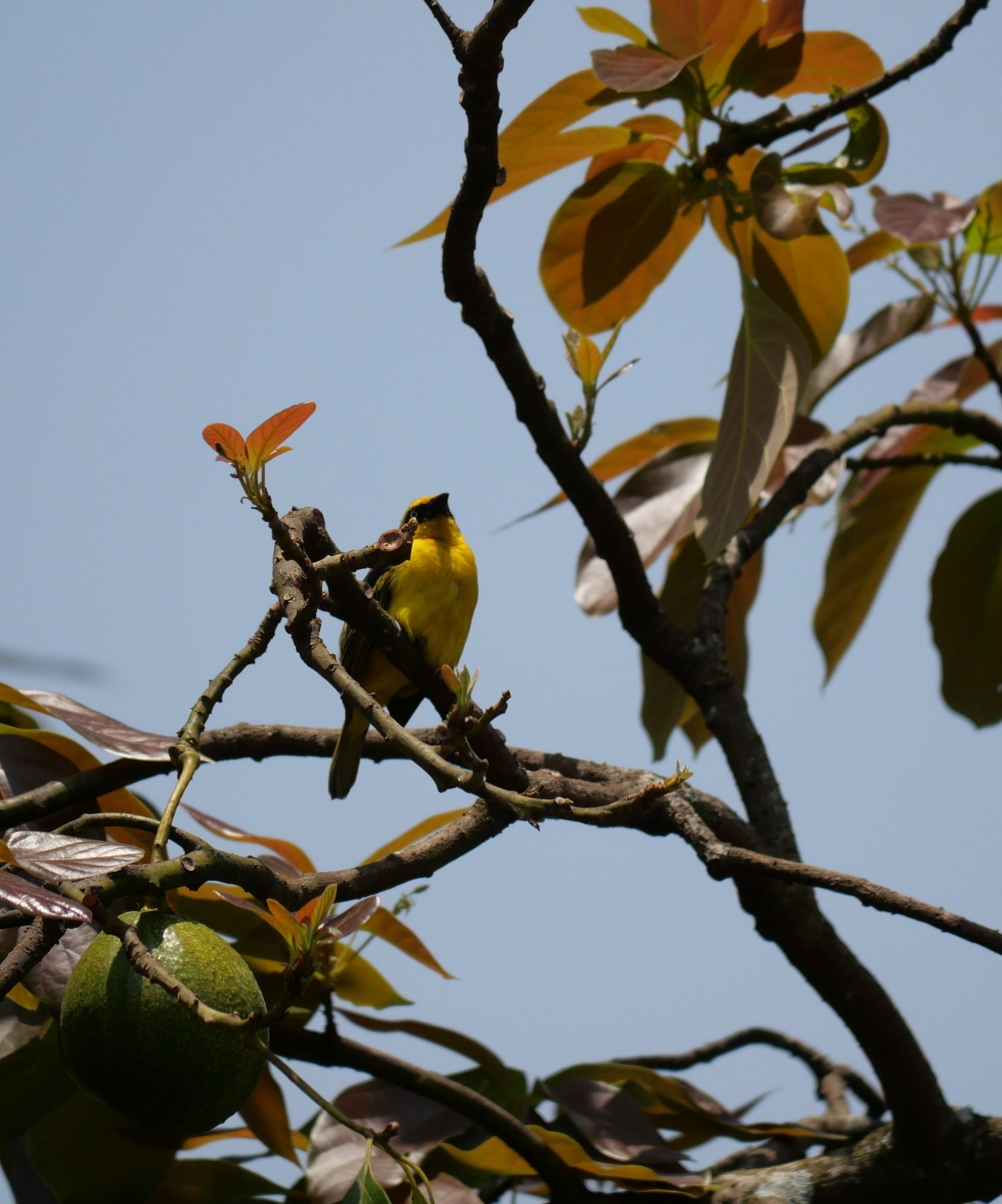 A yellow bird in an avocado tree