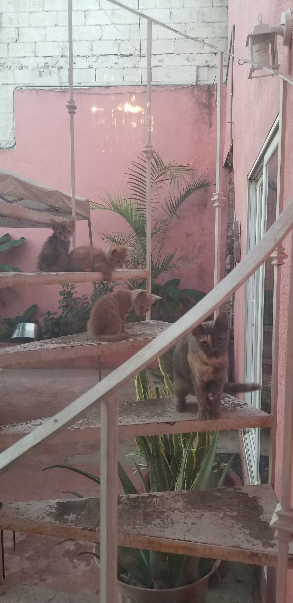 Feral mother cat with her three kittens on a spiral staircase