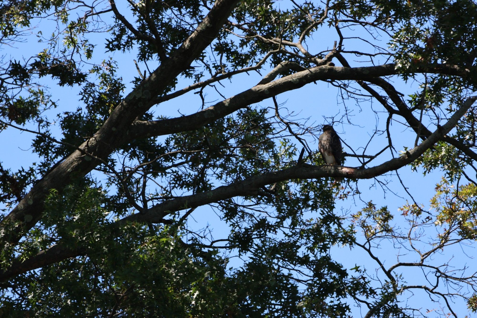 A red-tailed hawk sits on a tree branch.