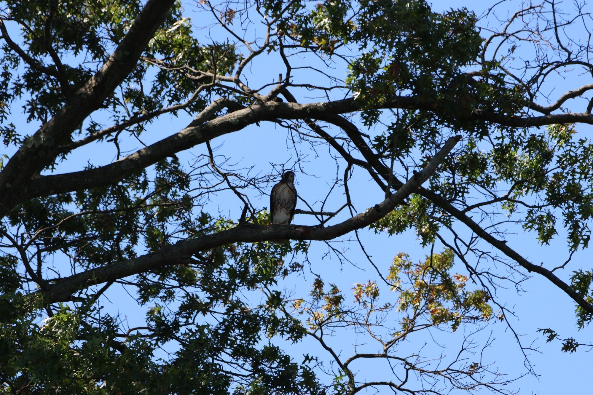 A red-tailed hawk sits on a tree branch.