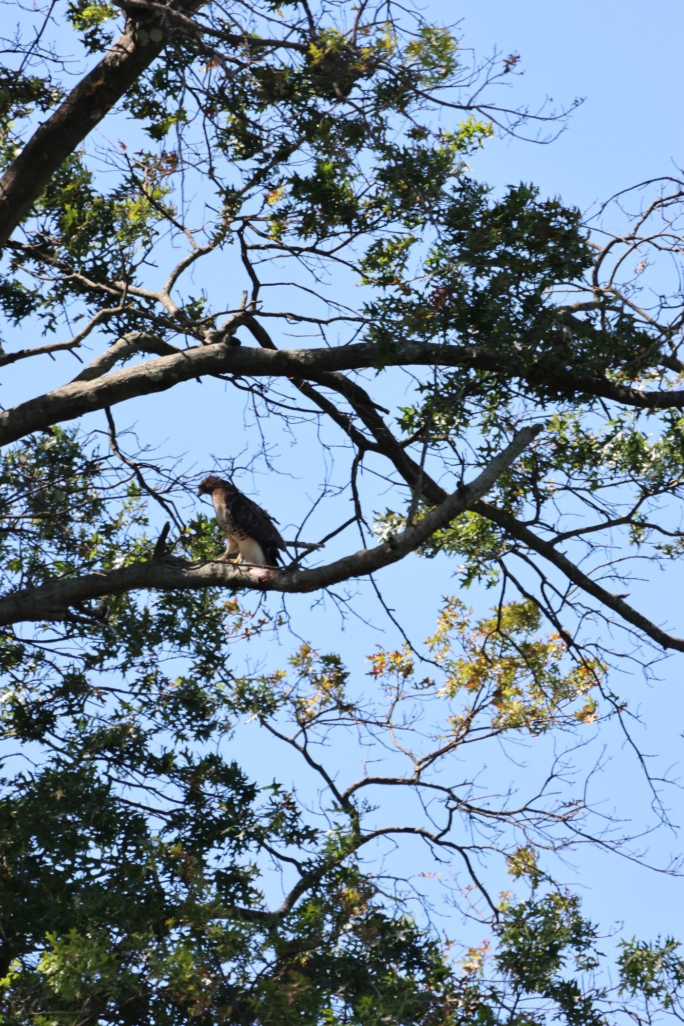 A red-tailed hawk sits on a tree branch.