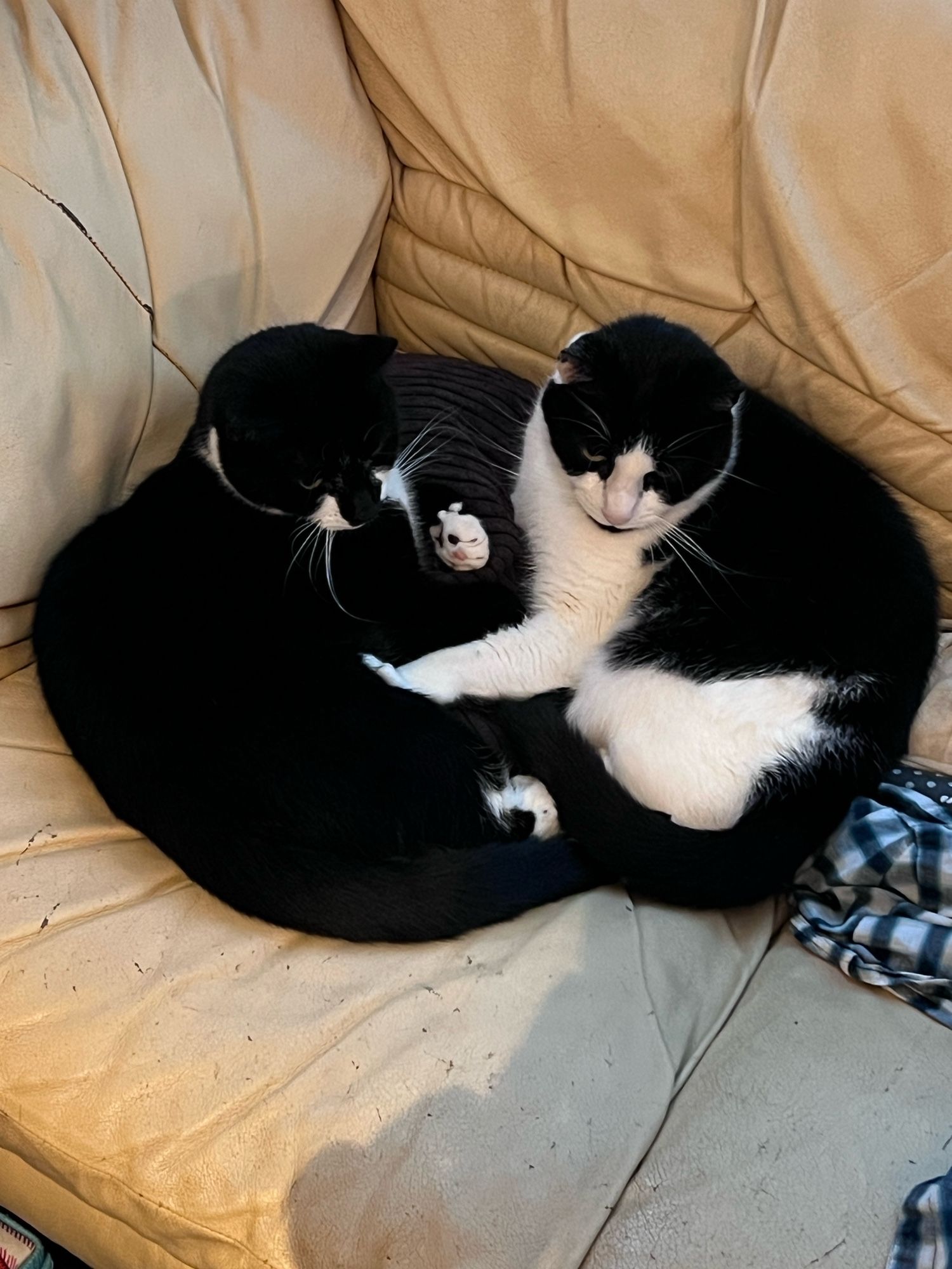 Miles and Julian, two black and white cats, curled up together on the sofa.