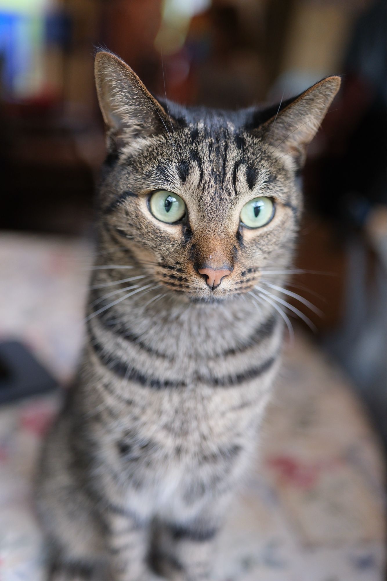 A black and gray domestic shorthair cat with tinges of brown on his nose sits on its haunches. He looks down with striking green eyes in a slightly angst-ridden expression. He’s fine, he’s just pouting.