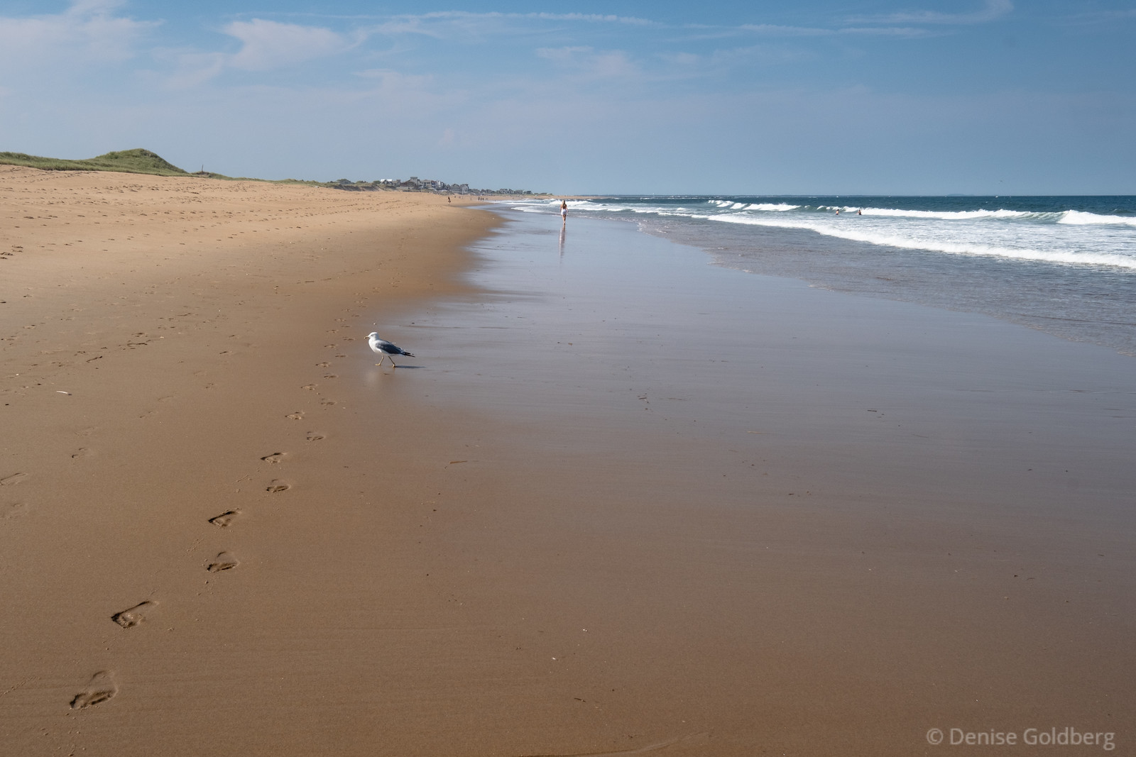 apporoaching low tide at the Parker River National Wildlife Refuge, a seagull stands on the edge of the wet sand