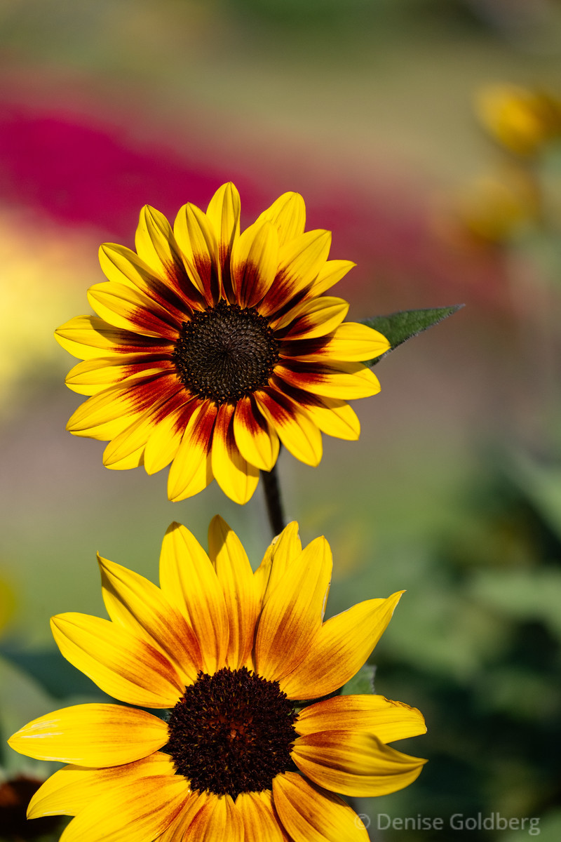 desert sunflower, yellow petals with red to the center