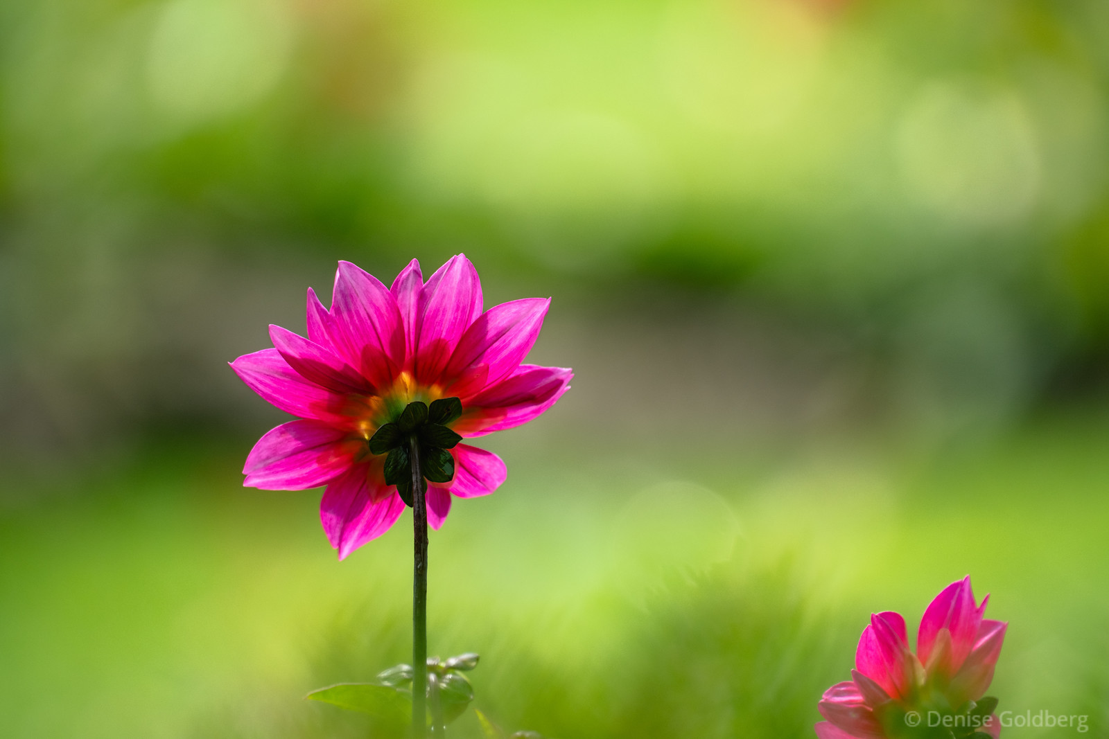 a pink dahlia photographed from behind