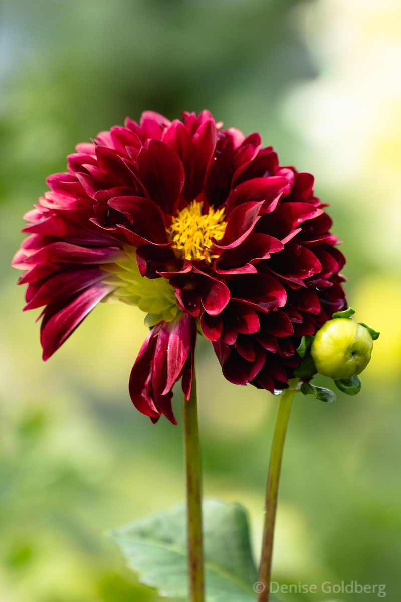a dahlia in red