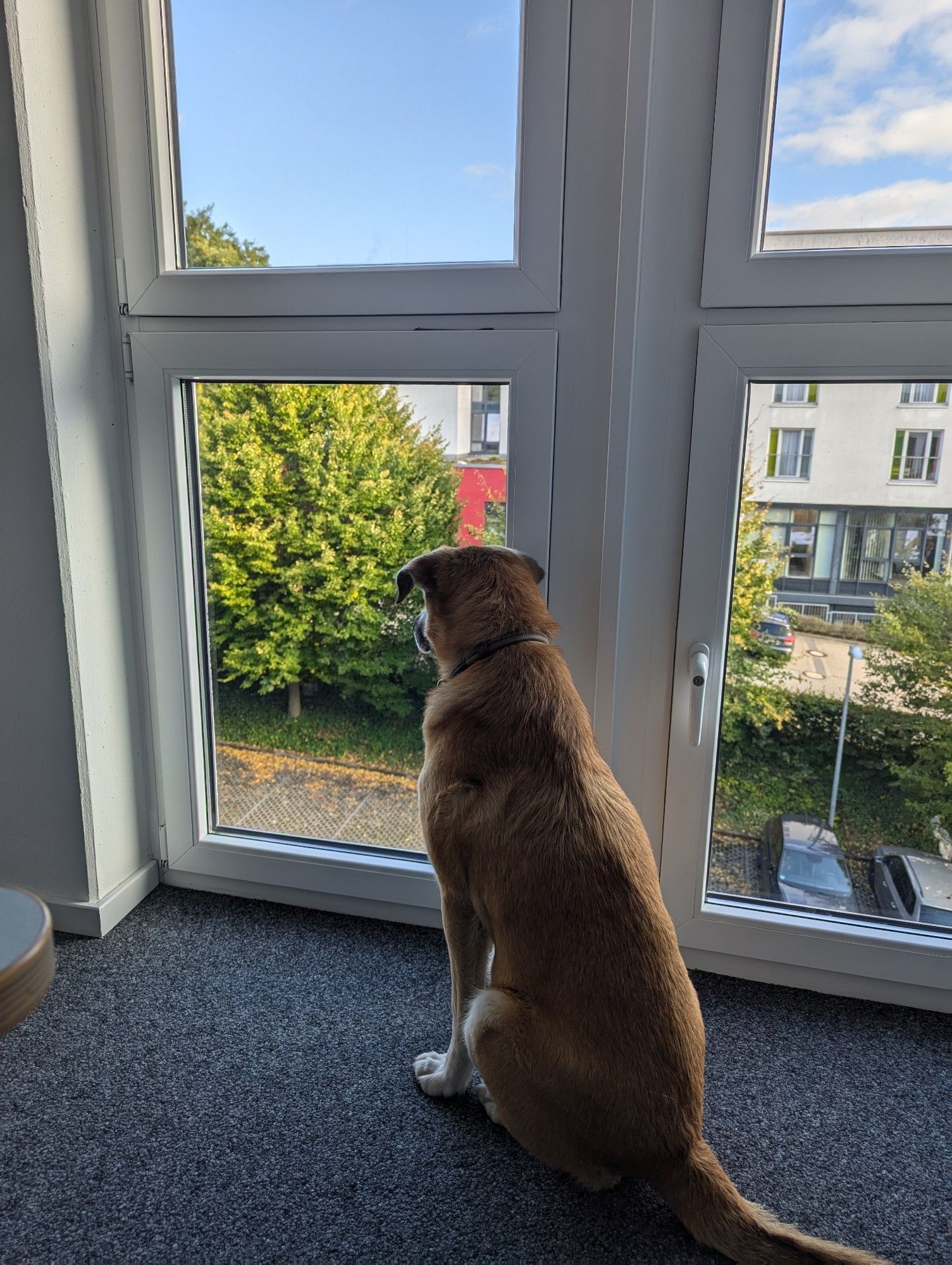 Hund sitzt vorm Fenster und schaut raus