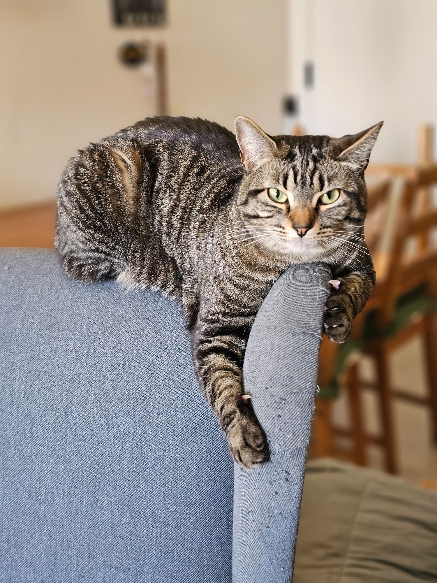 Tabby cat GLARING at the camera while digging her claws into the arm of a comfy blue armchair that bears many tiny scratch marks.