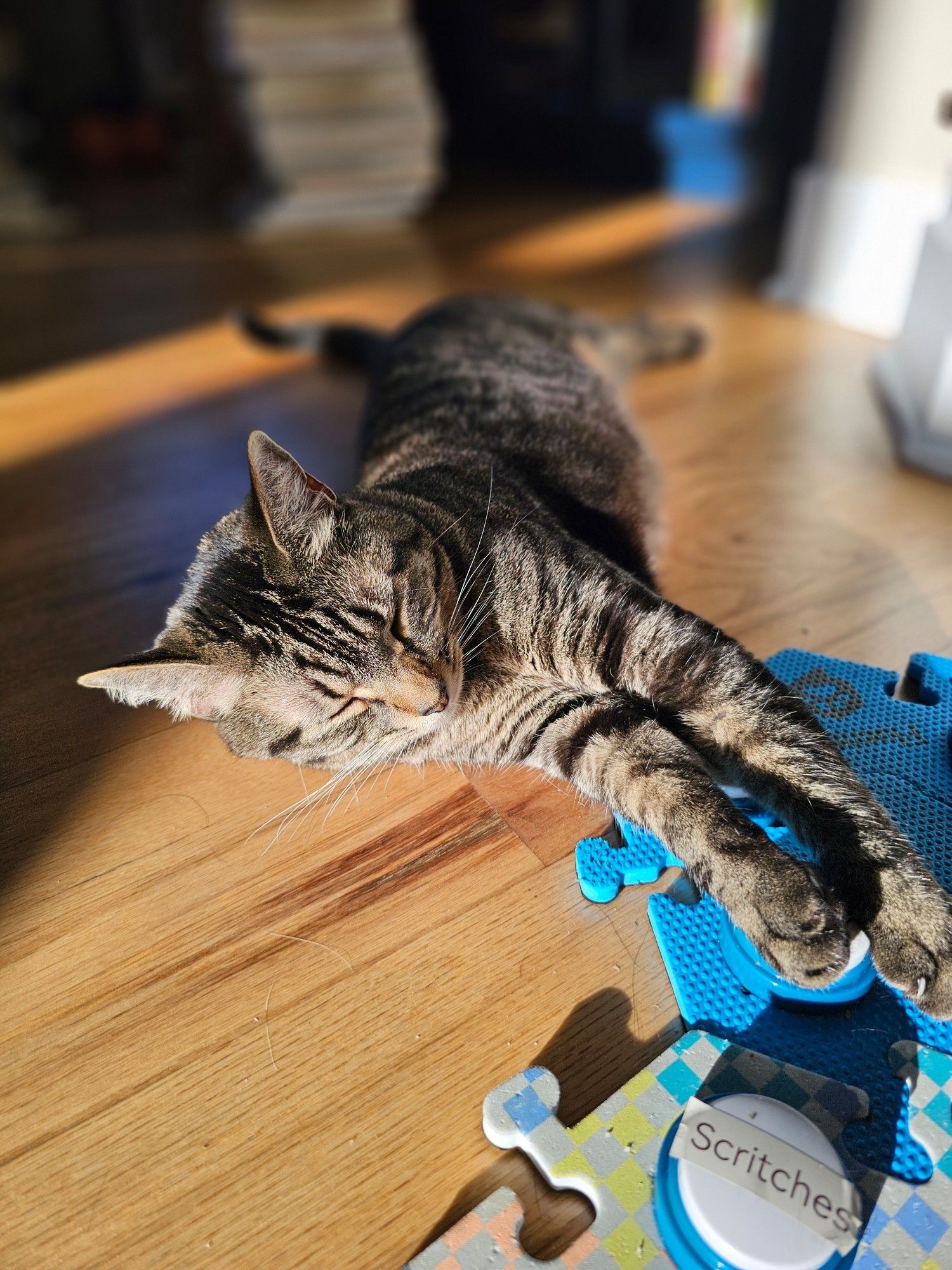 A tabby cat lying in the sun with her eyes closed and her paws on a button that, when pressed, says "Happy"