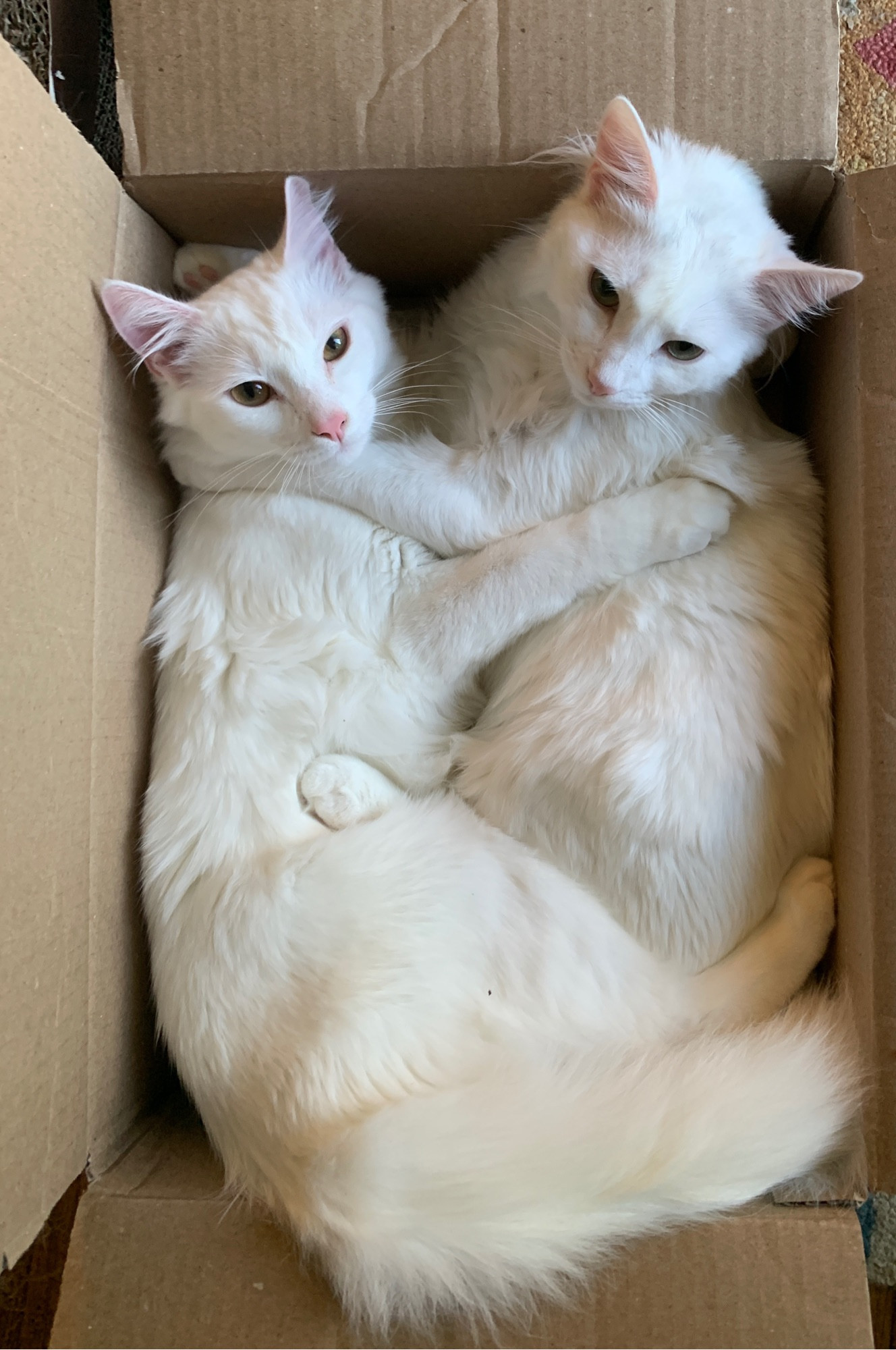 Cheese and weasel the fluffy white cats are crammed into a cardboard box, facing each other and embracing. they’re kinda looking up at the camera but not really. their noses and ears are pink!