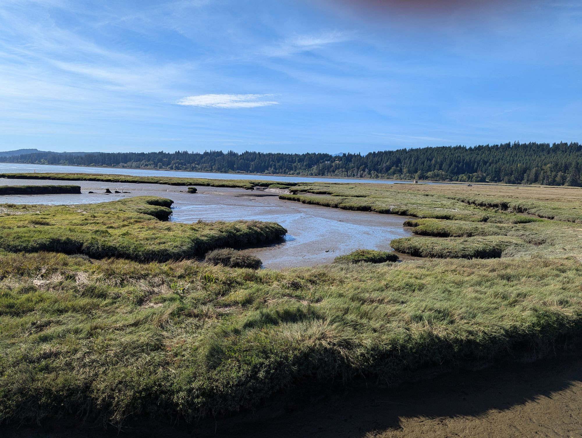 A picture of grassy wetlands off of the Hood Canal