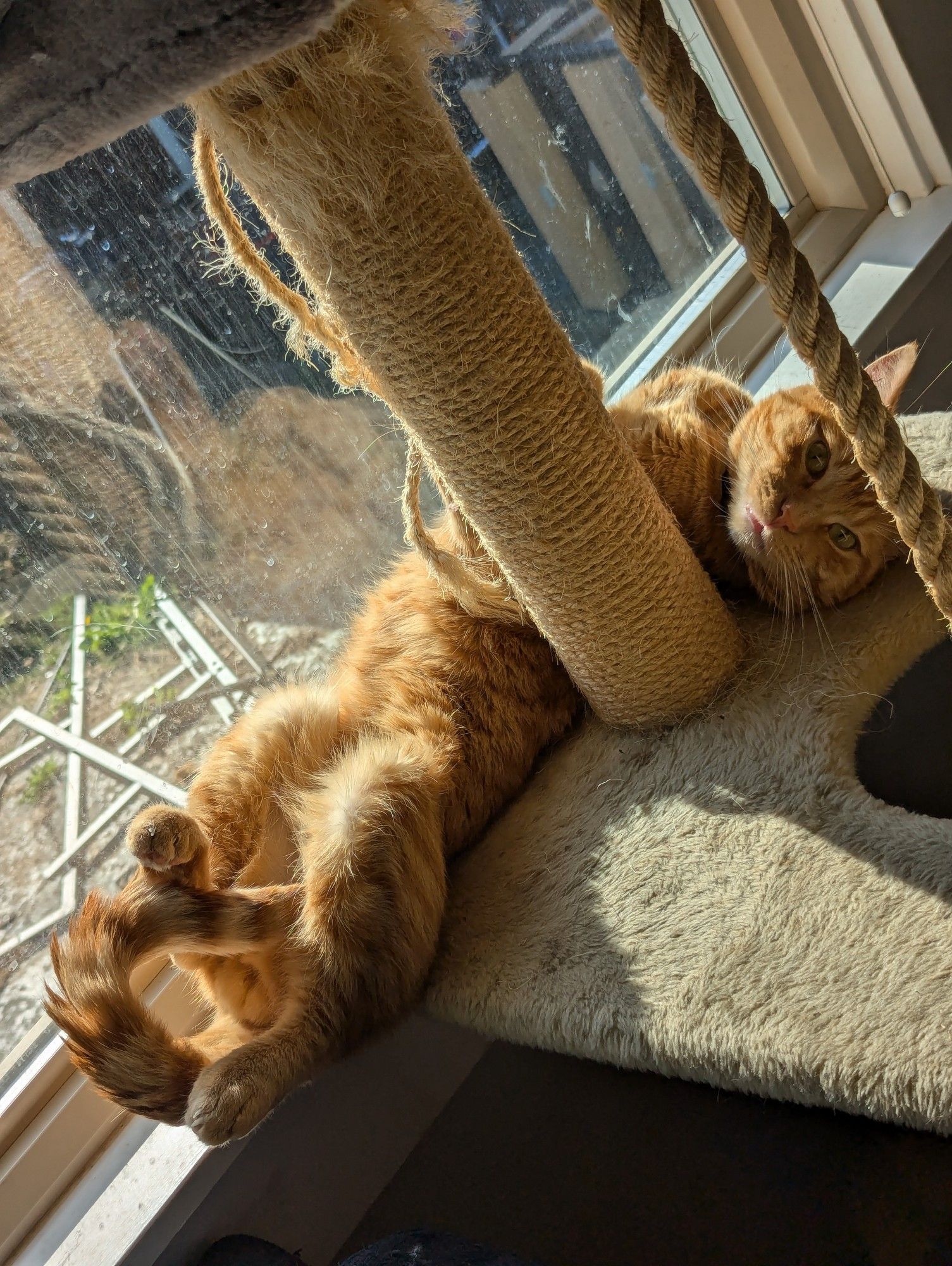 Krackle sunbathing in the window. He's on his back between the glass and his cat tree, looking adorable.