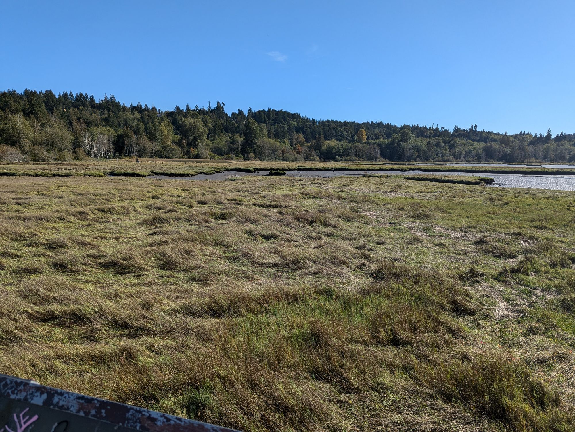 A picture of grassy wetlands off of the Hood Canal