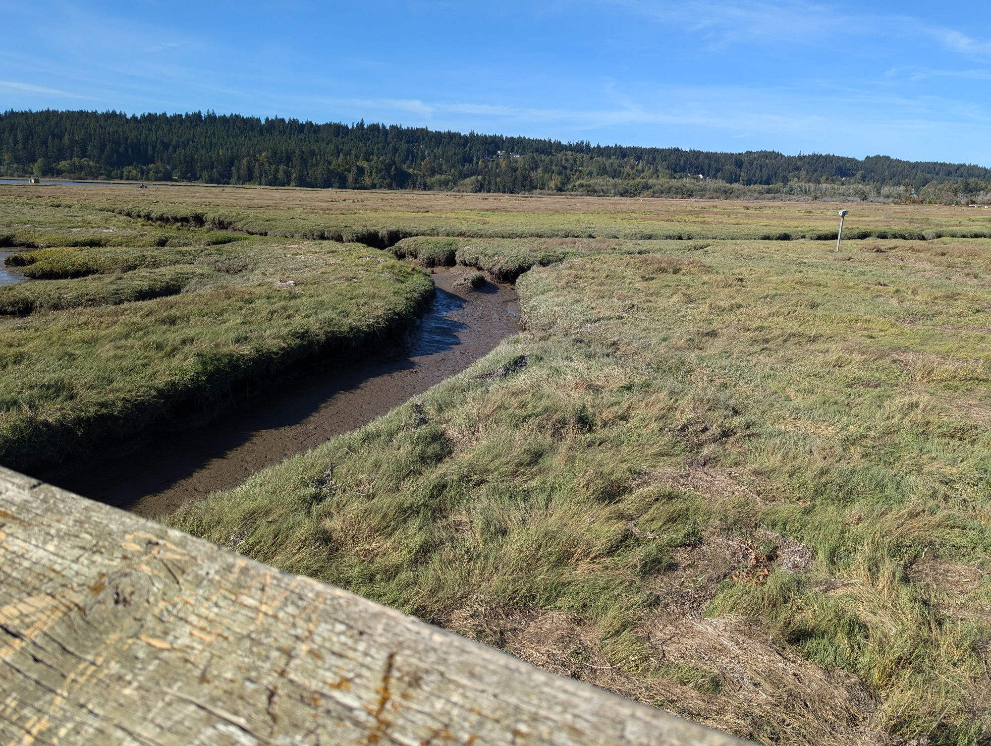 A picture of grassy wetlands off of the Hood Canal