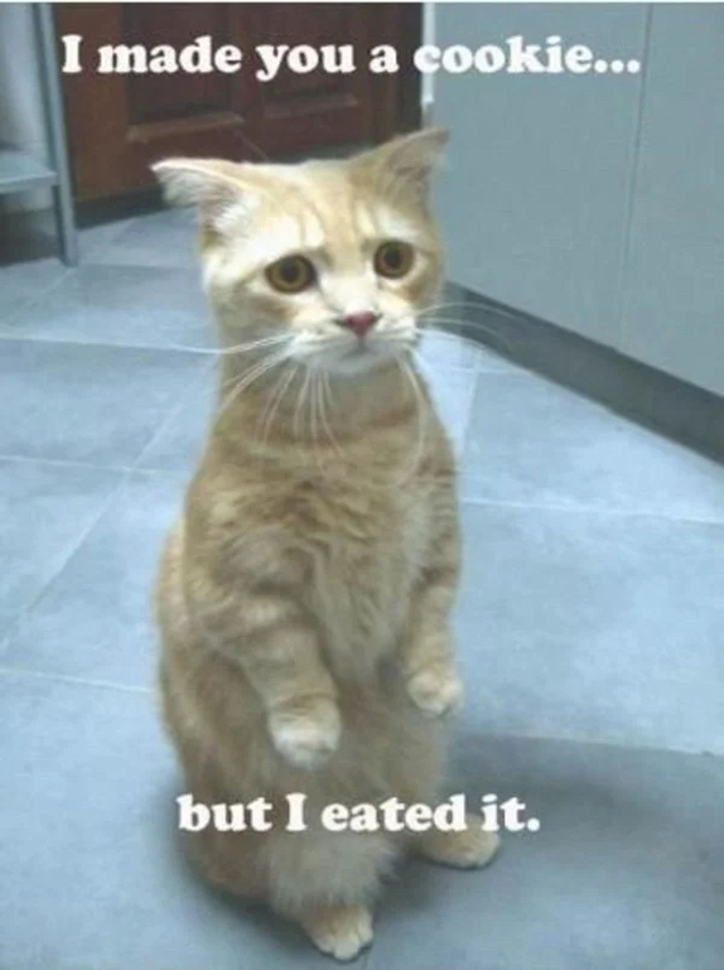 a cat standing on its hind legs with a sad face. the text reads “i made you a cookie but i eated it”