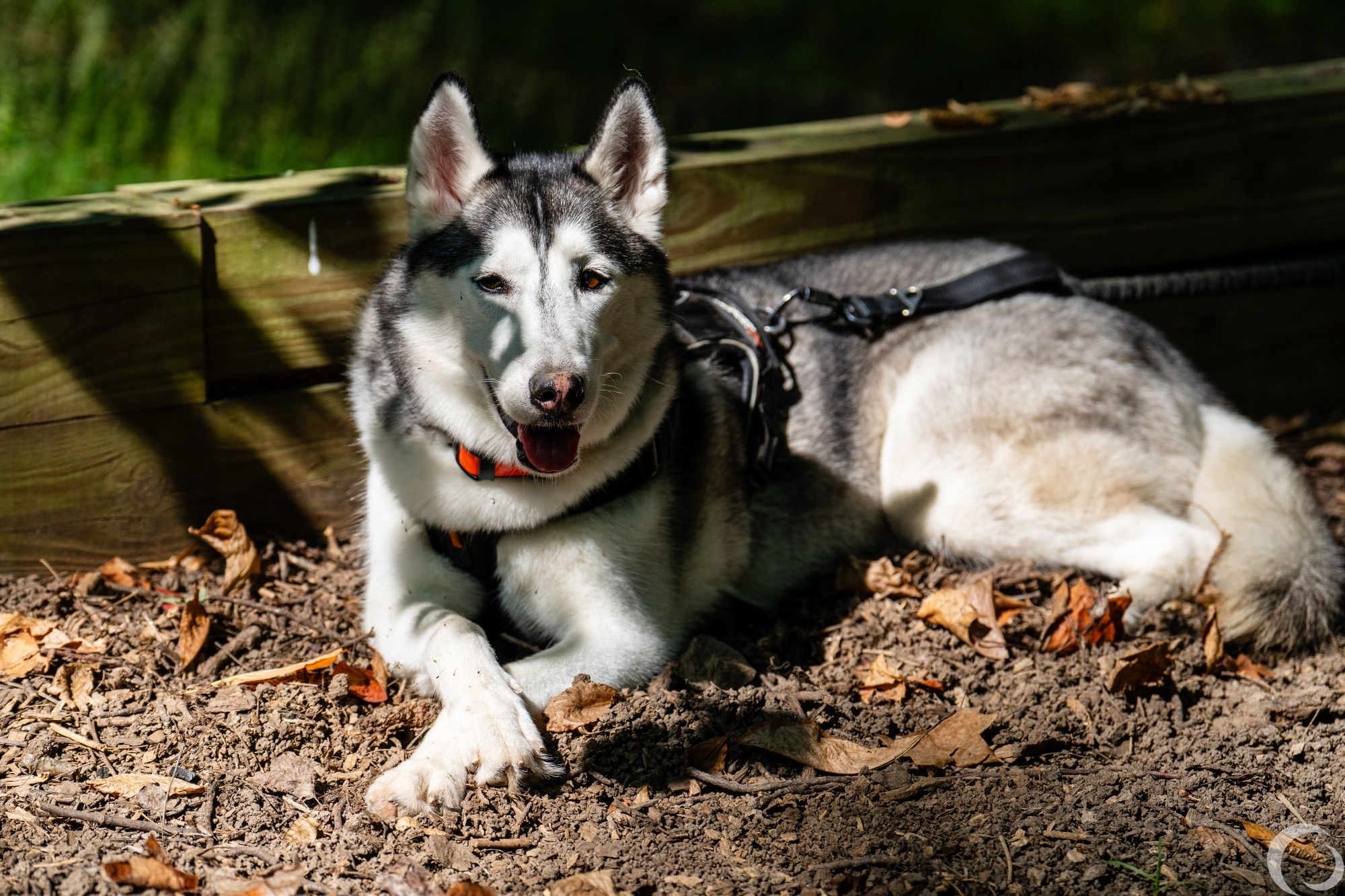 Artemis the husky laying down with her front paws crossed like a classy doggo.