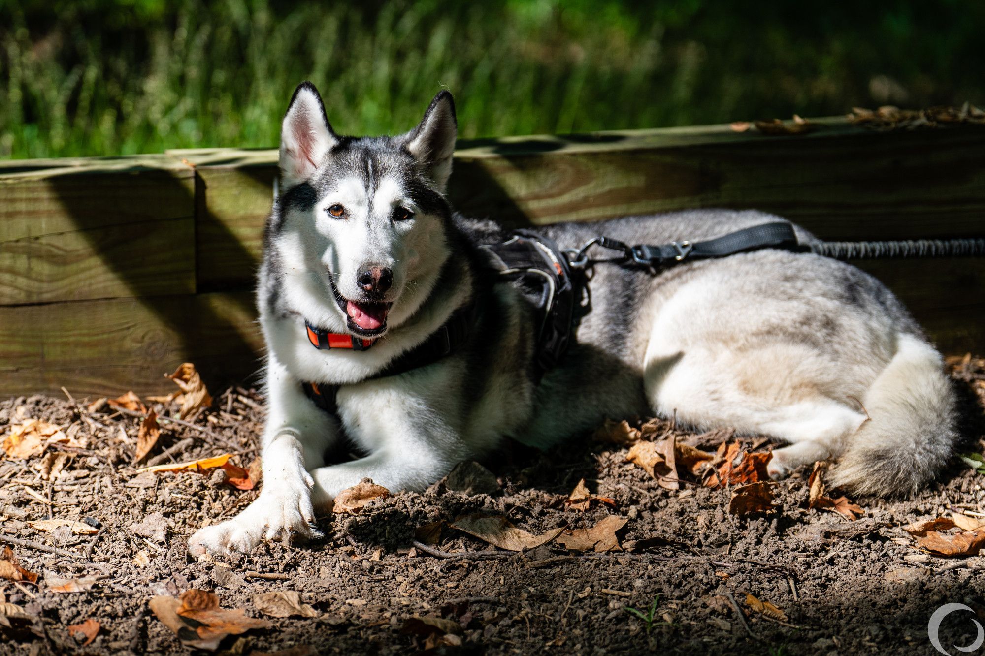 Artemis the husky laying down with her front paws crossed like a classy doggo.