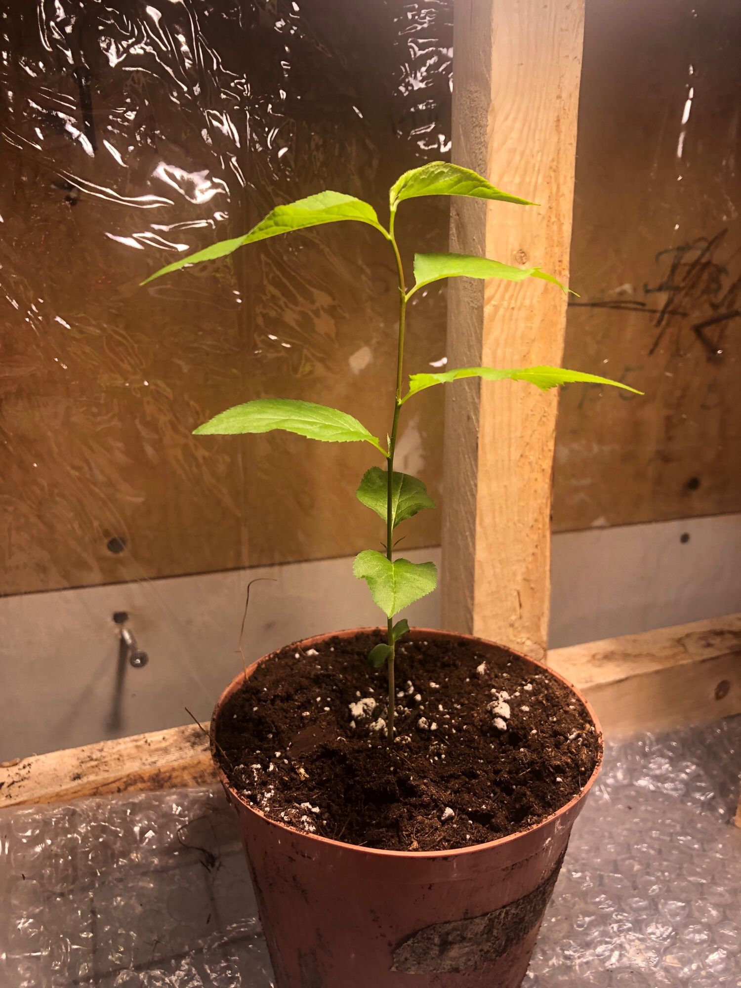 A seedling plum in a small brown pot.