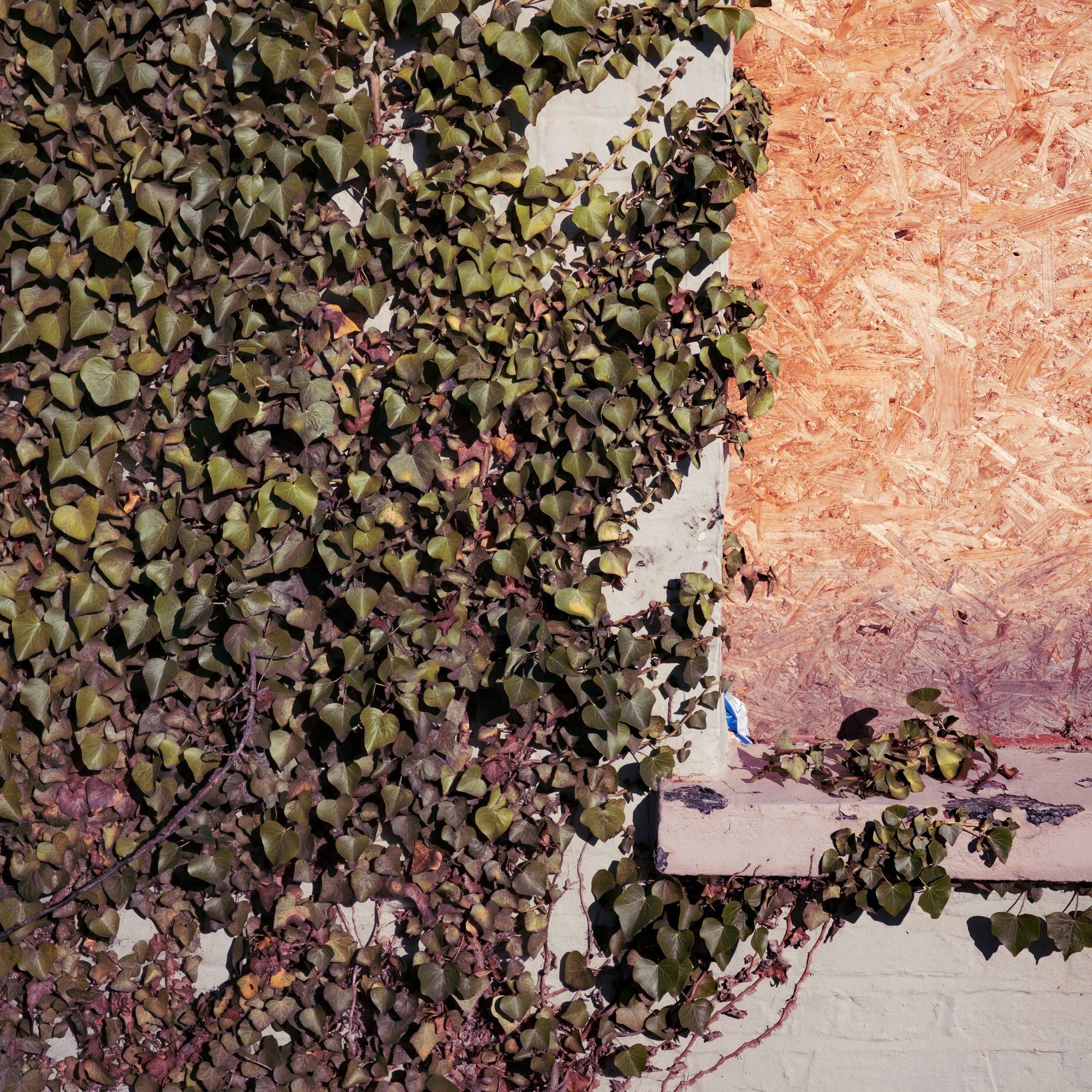 Ivy growing over an old building